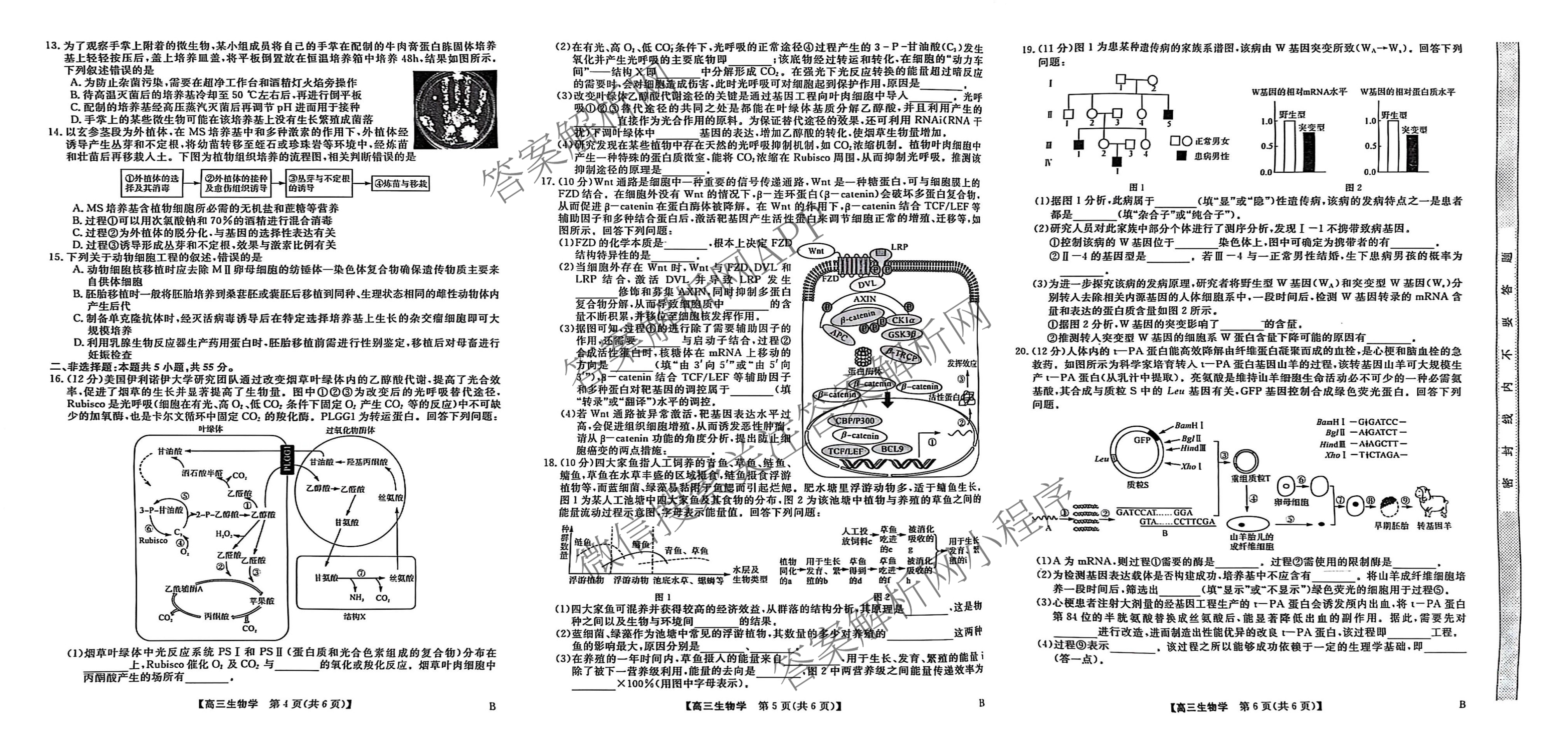 安徽省2025届高三第二学期4月质量检测巩固卷试卷及答案汇总（含数学(B) 化学(B) 英语(B)等9份）生物试题