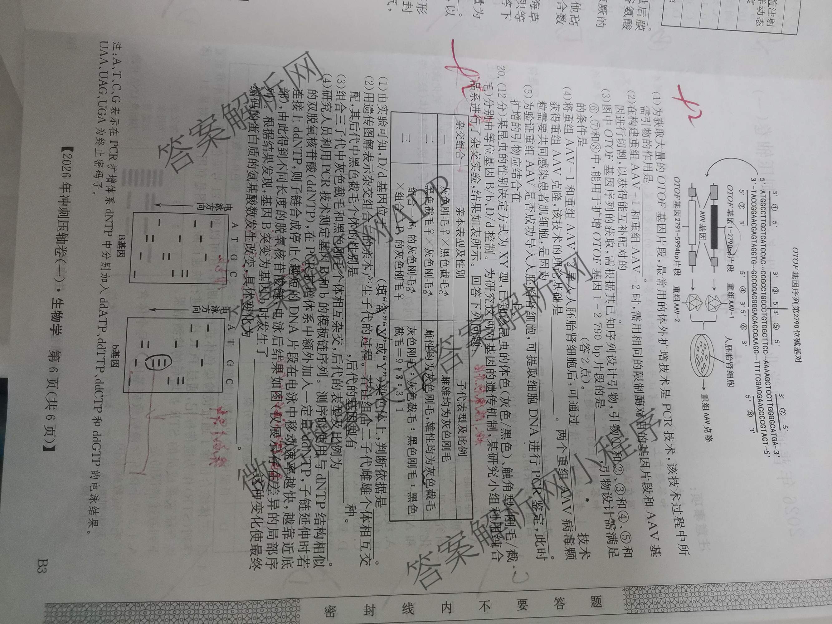 2026年全国高考冲刺压轴卷(一)1各科答案及试卷（含化学(广西) 数学 物理(AH)等67份）生物试题