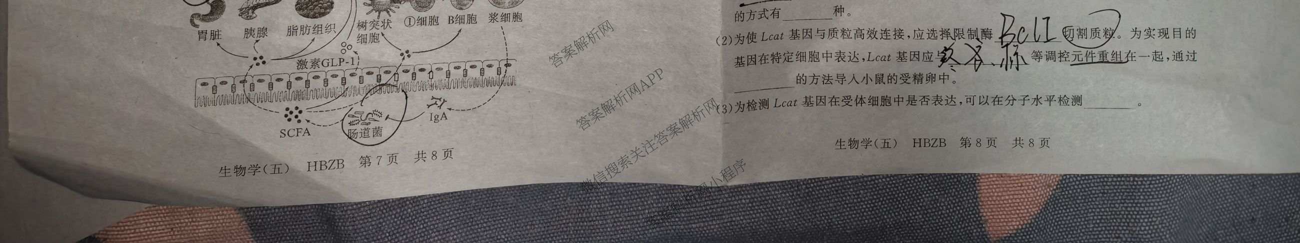 冲刺新高考2026届高考仿真训练(T8)(五)5各科答案及试卷: 含生物(河南专版)、物理(河北专版)、物理(陕晋青宁专版)试卷解析生物试题