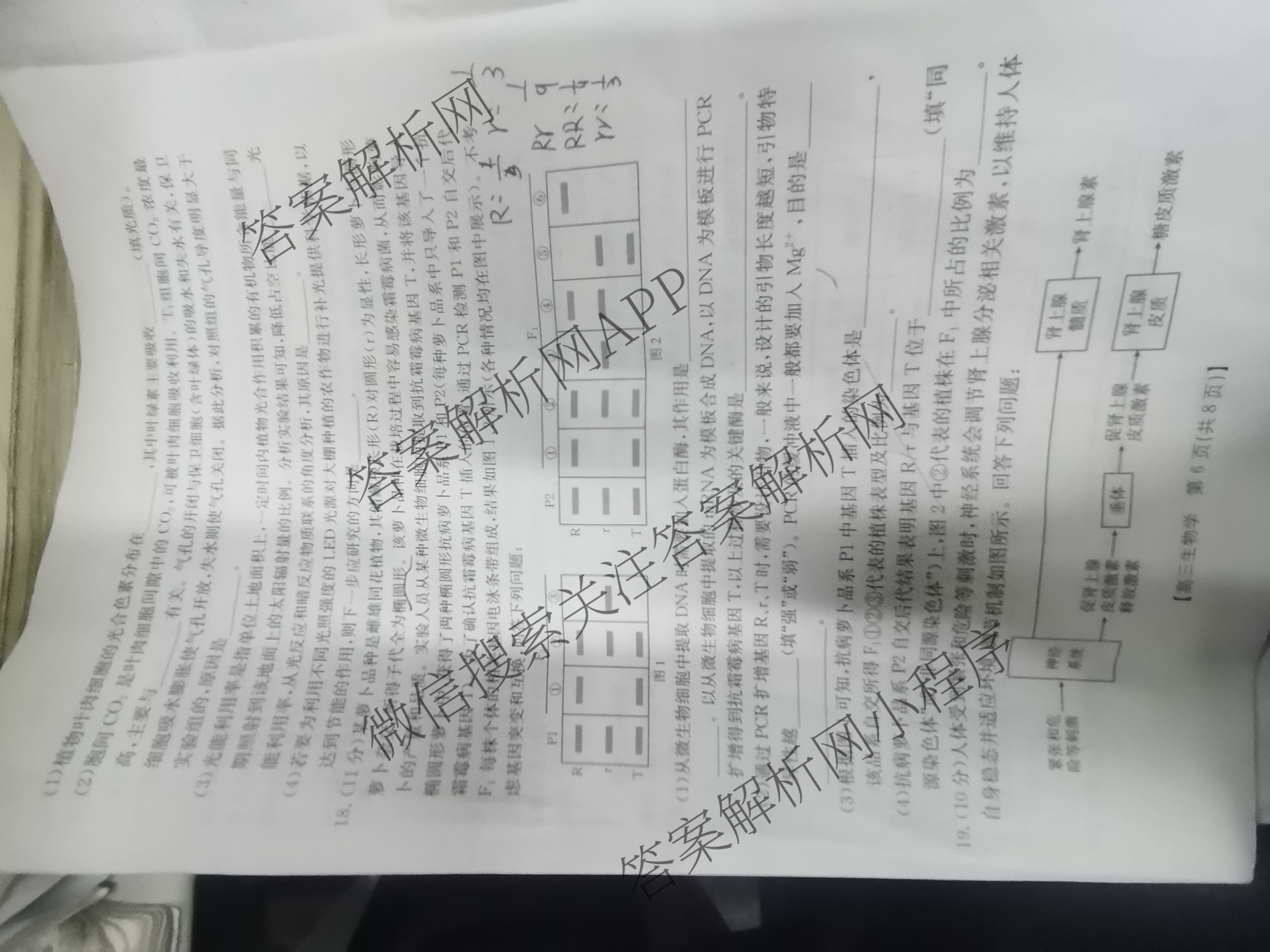 2025年定西市普通高中高三年级诊断考试各科答案及试卷（含政治 化学 语文等）生物试题