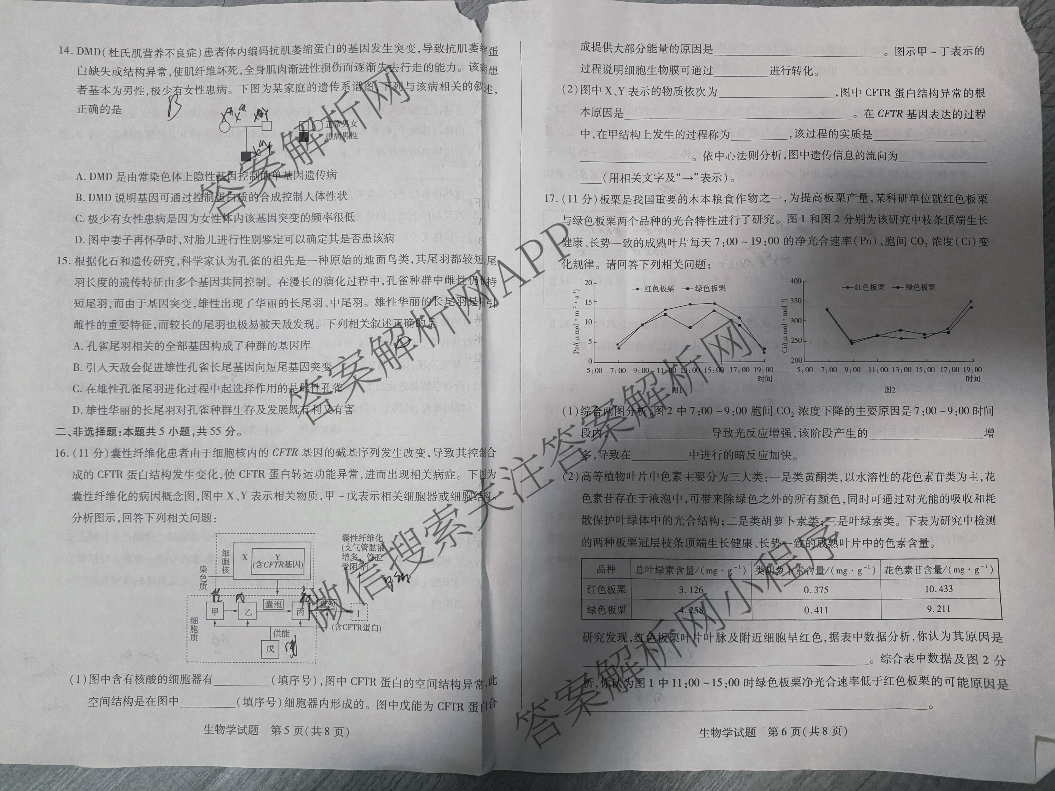 安徽卓越县中联盟2024-2025学年上学期高三年级期中联考各科答案及试卷（含物理 数学 语文等9份）生物试题