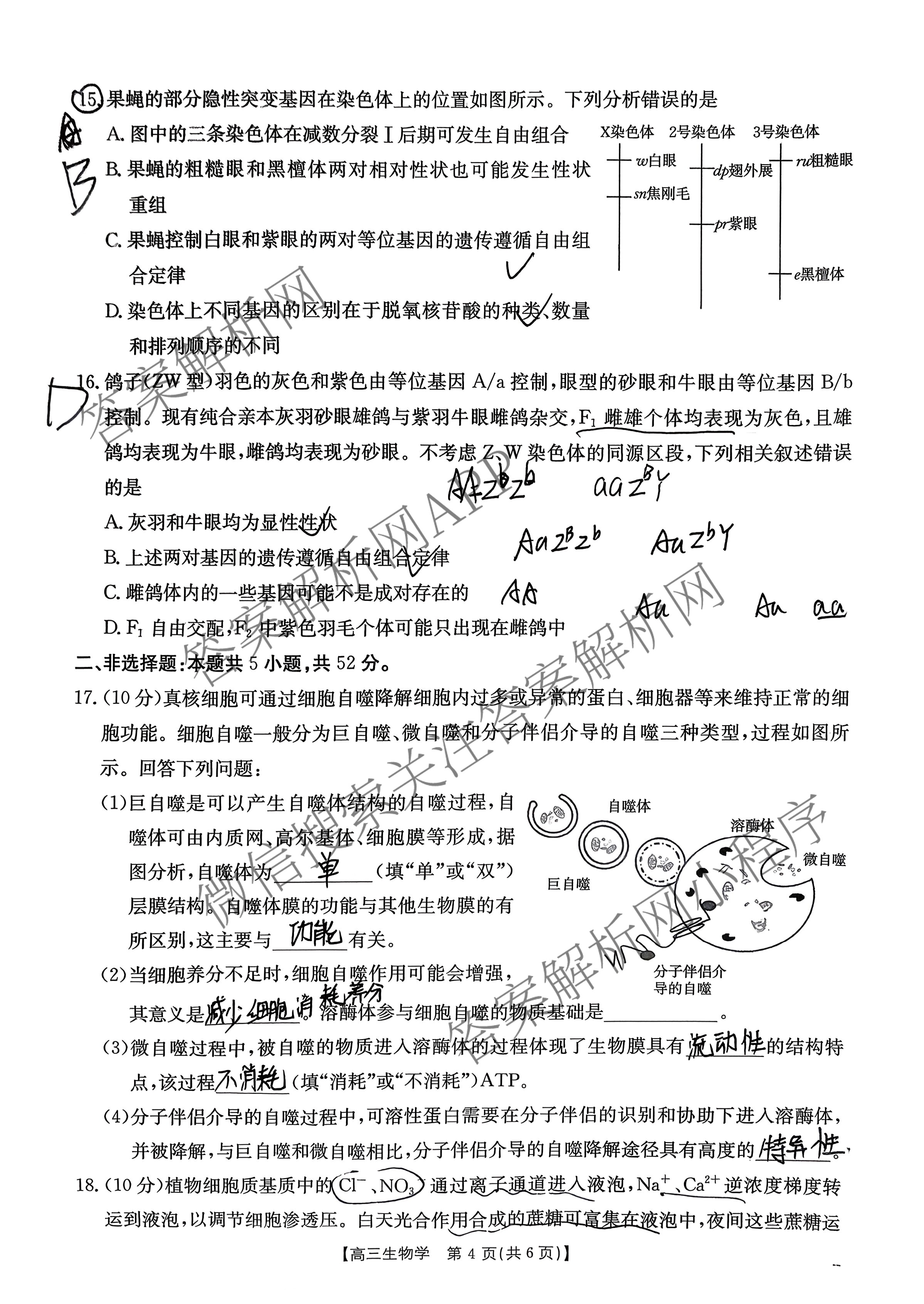 陕西省2025-2026学年高三年级考试(11.8)试卷及答案汇总: 含政治、数学、历史试卷解析生物试题