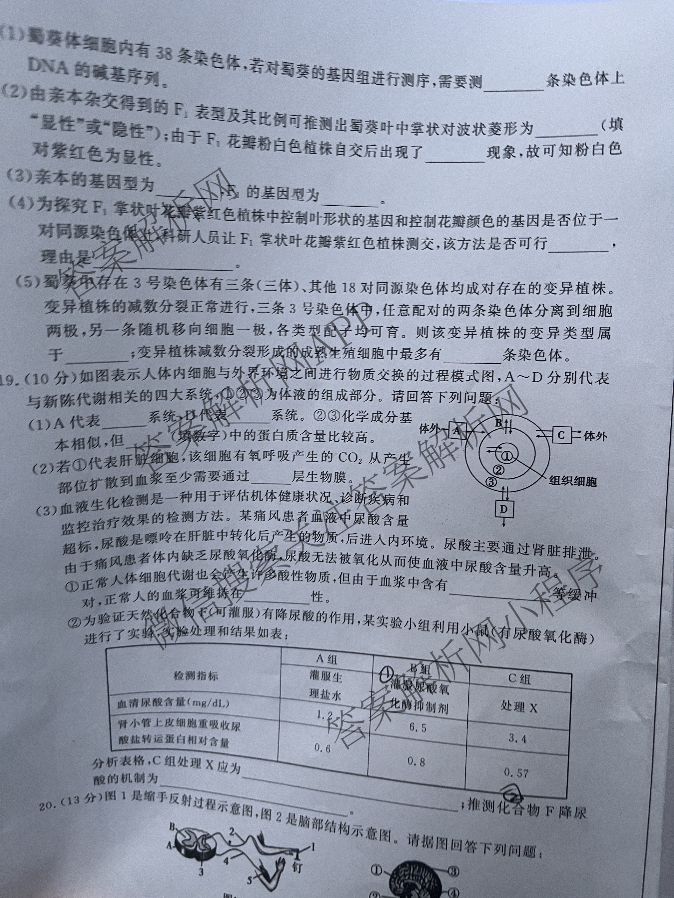 陕西省2025~2026高三12月联考试卷及答案汇总: 含历史、语文、数学试卷解析生物试题