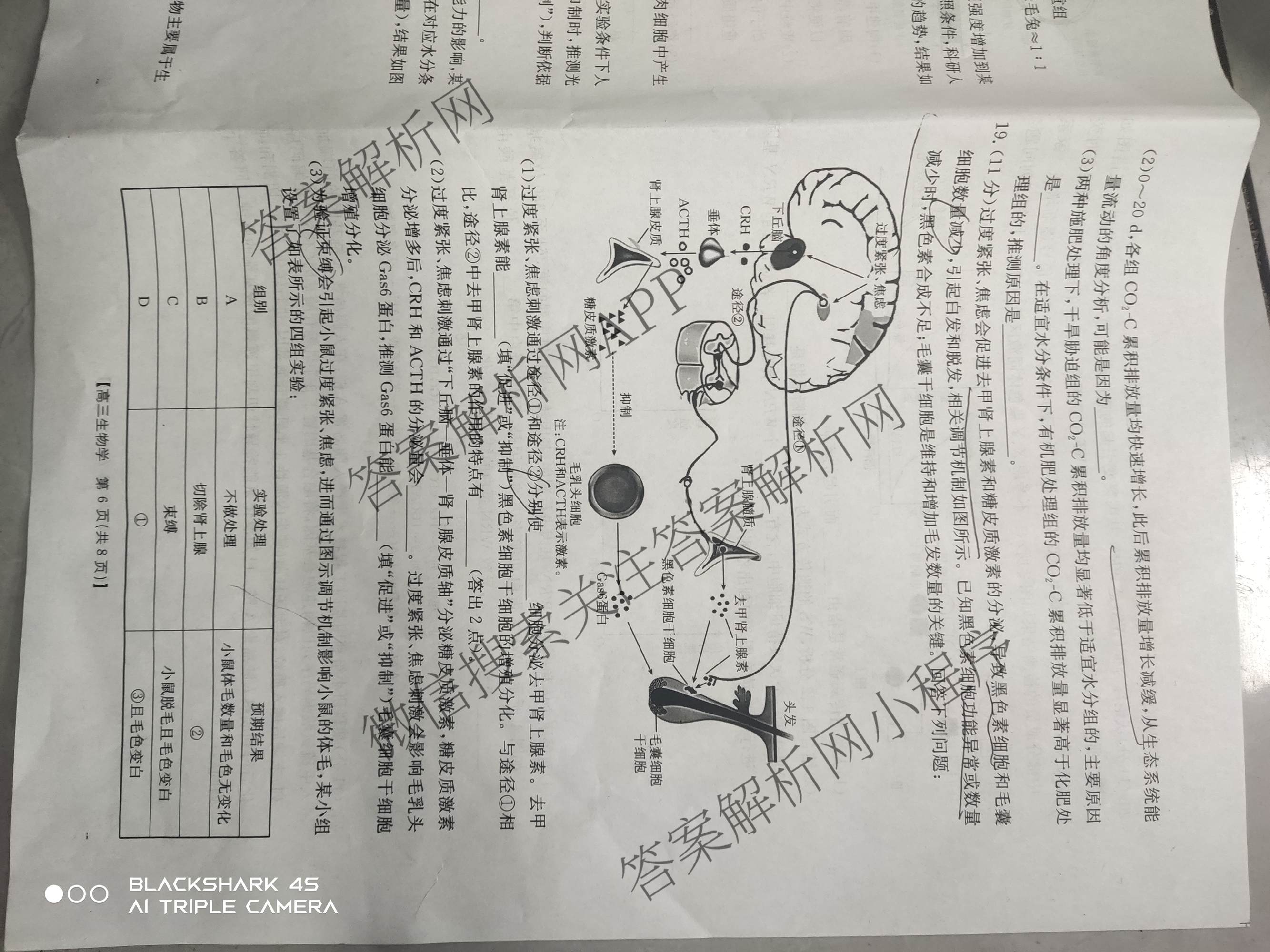 甘肃2026届高三质量检测(3.8)各科答案及试卷: 含政治、地理、数学试卷解析生物试题
