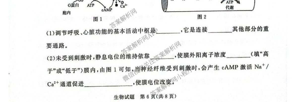 2027届普通高等学校招生全国统一考试青桐鸣大联考(高二)(10.23-24)试卷及答案汇总(已更新物理(A)、英语、地理(湘教版)等12份)生物试题