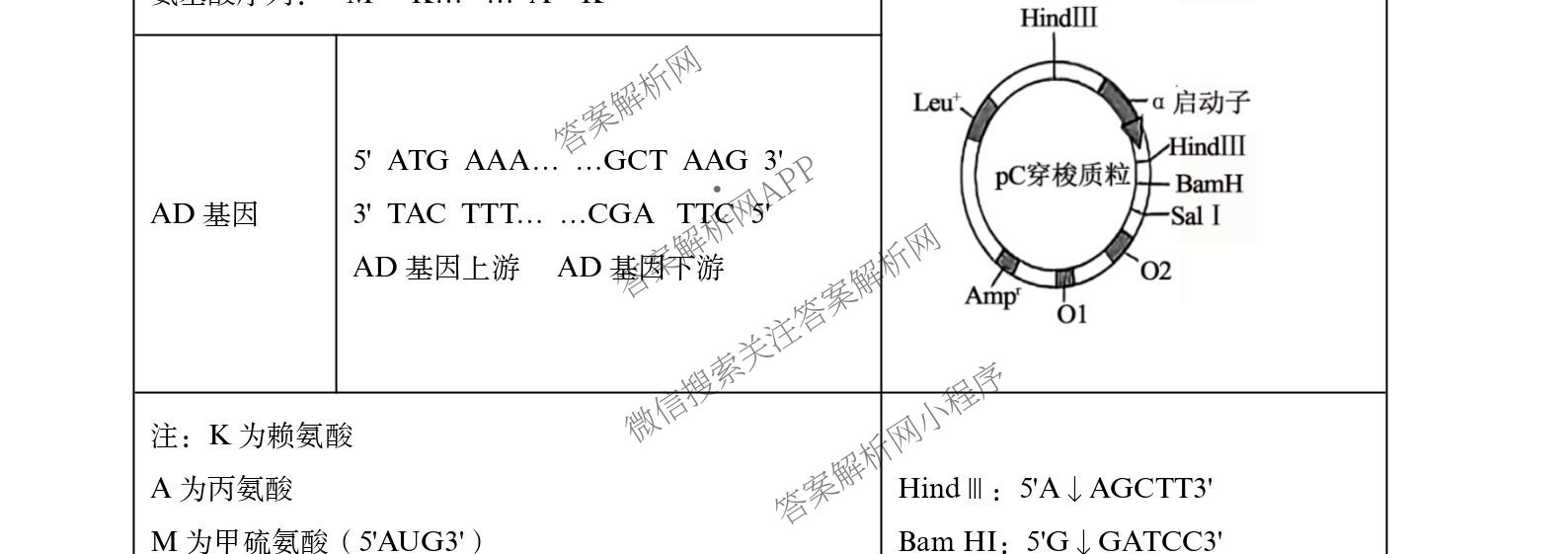 张家界市2024~2025学年第二学期高二期末考试各科答案及试卷: 含化学、物理、英语试卷解析生物试题