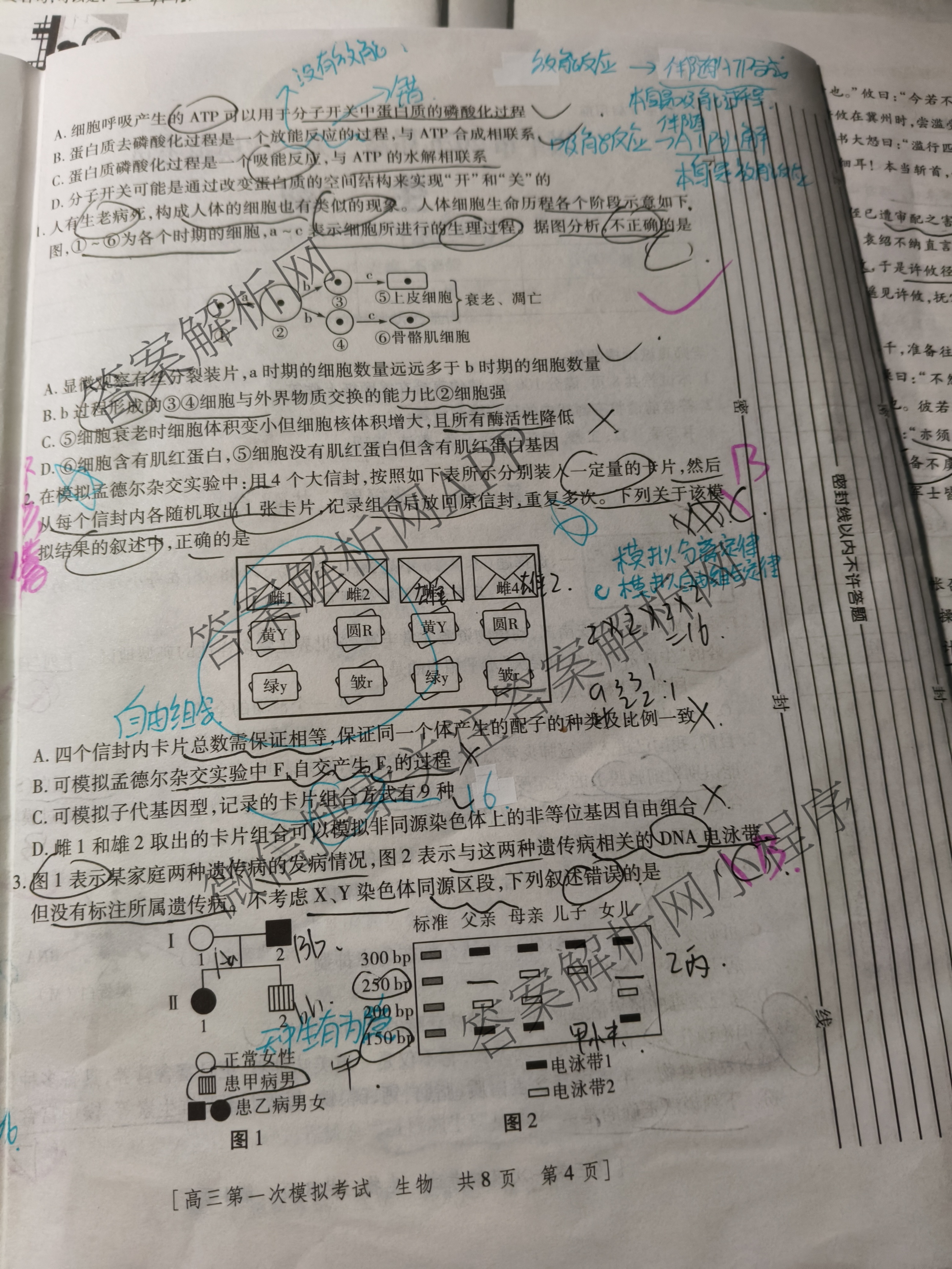 陕西省兴市2026届高三第一次模拟考试（含政治 数学 语文等）生物试题
