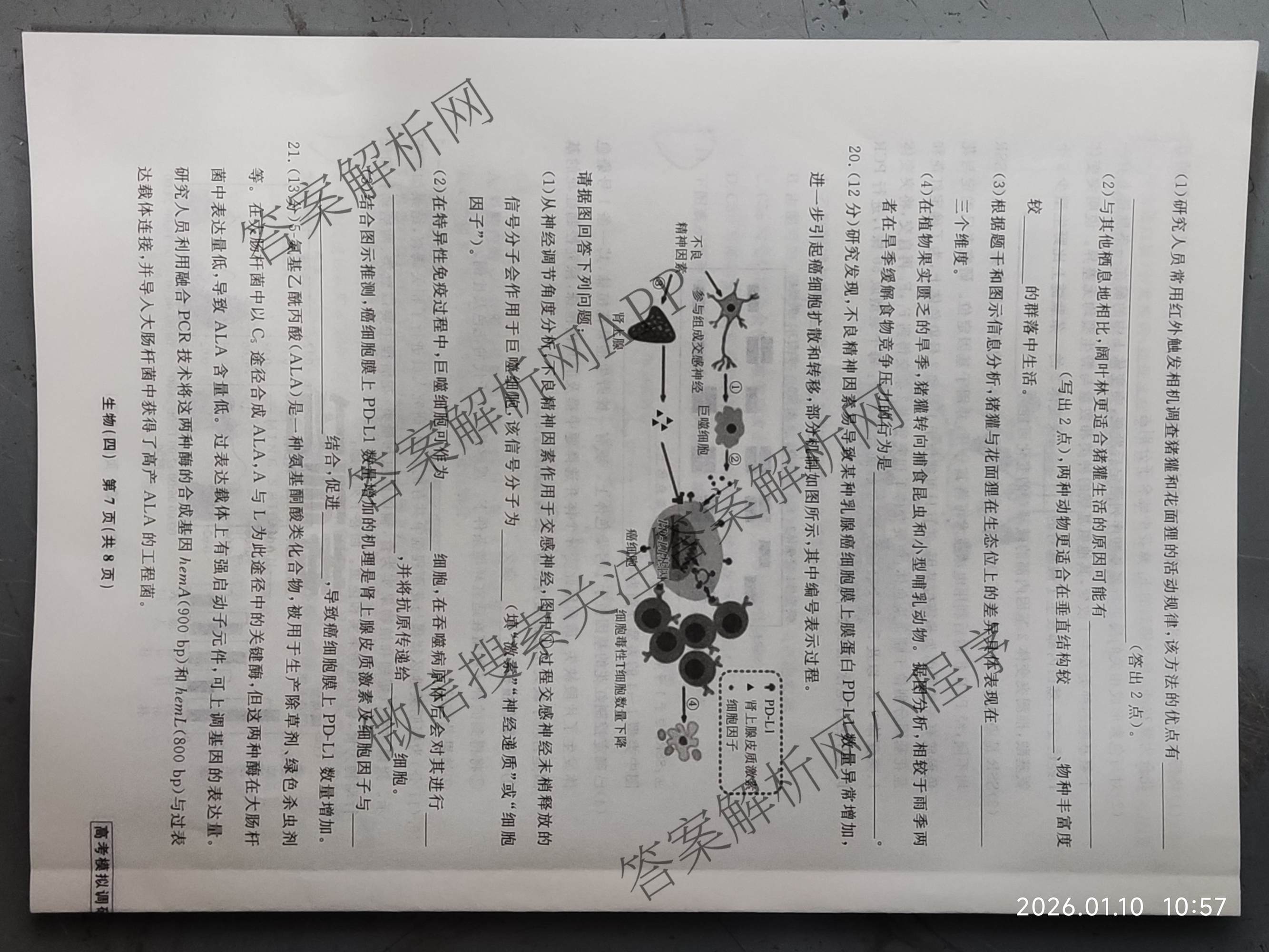 衡水名师卷高考模拟调研卷 2026年普通高等学校招生全国统一考试模拟试题(四)4试卷及答案汇总(已更新数学(空心菱形)、化学、生物等29份)生物试题