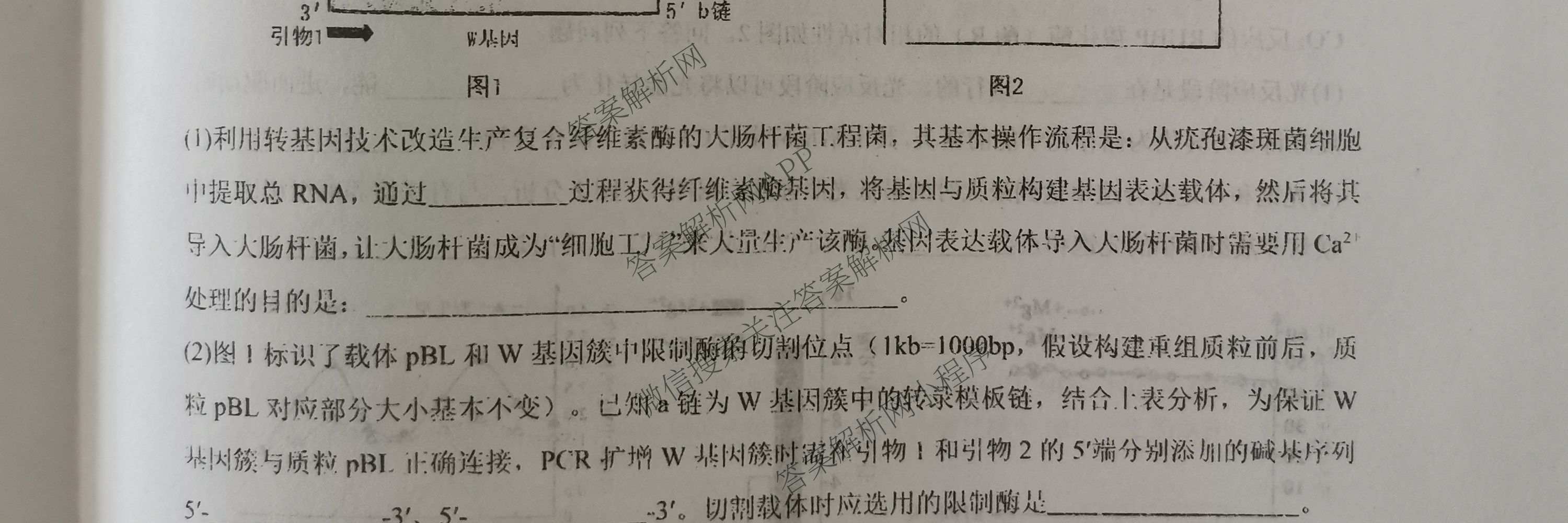 陕西省西北工业大学附中高2026届第八次适应性训练高三各科答案及试卷: 含英语、地理、化学试卷解析生物试题