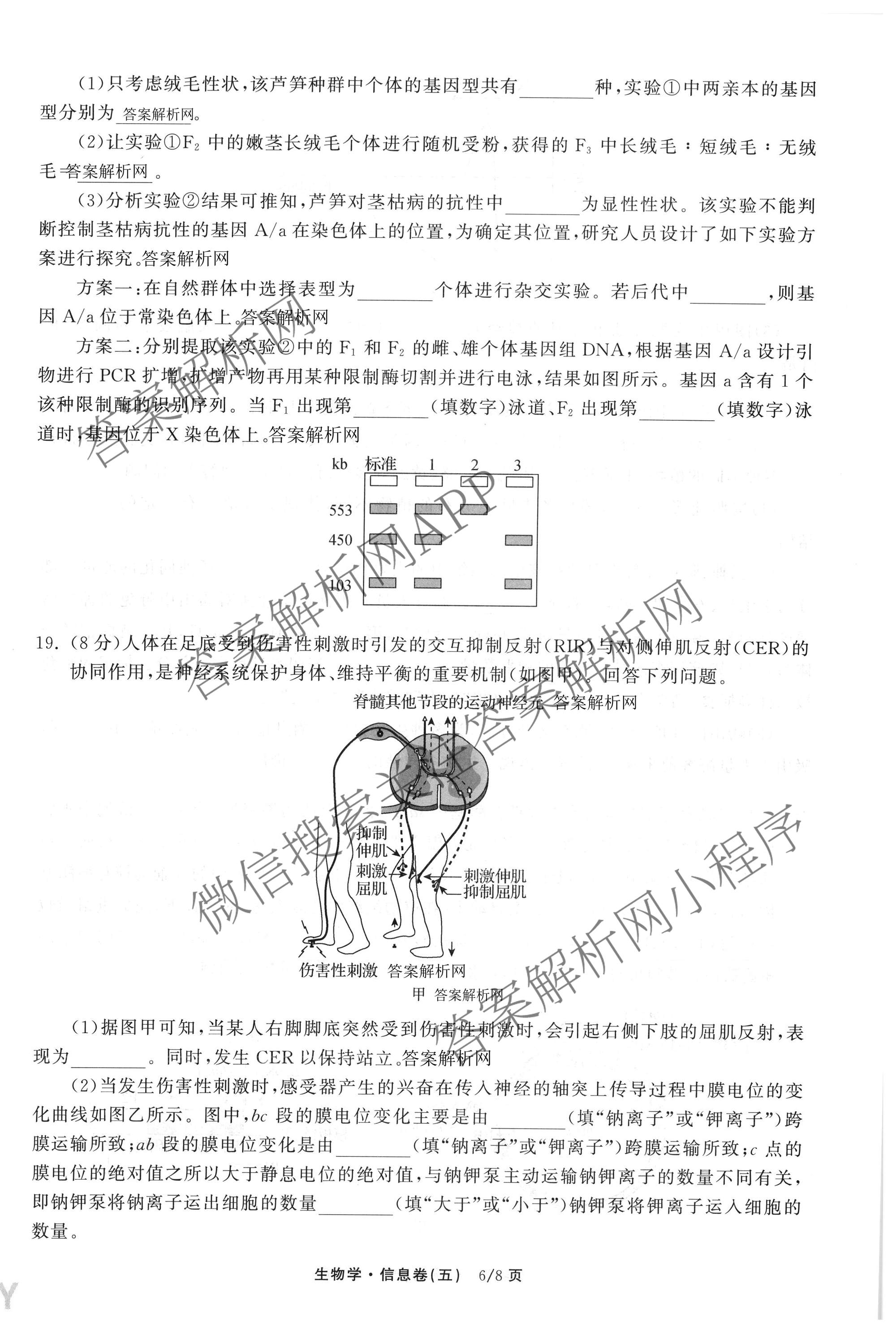 天舟高考衡中同卷2026年普通高等学校招生全国统一考试模拟信息卷(五)5试卷及答案汇总（含化学(WG)、化学(WY)、物理(山东版)等）生物试题