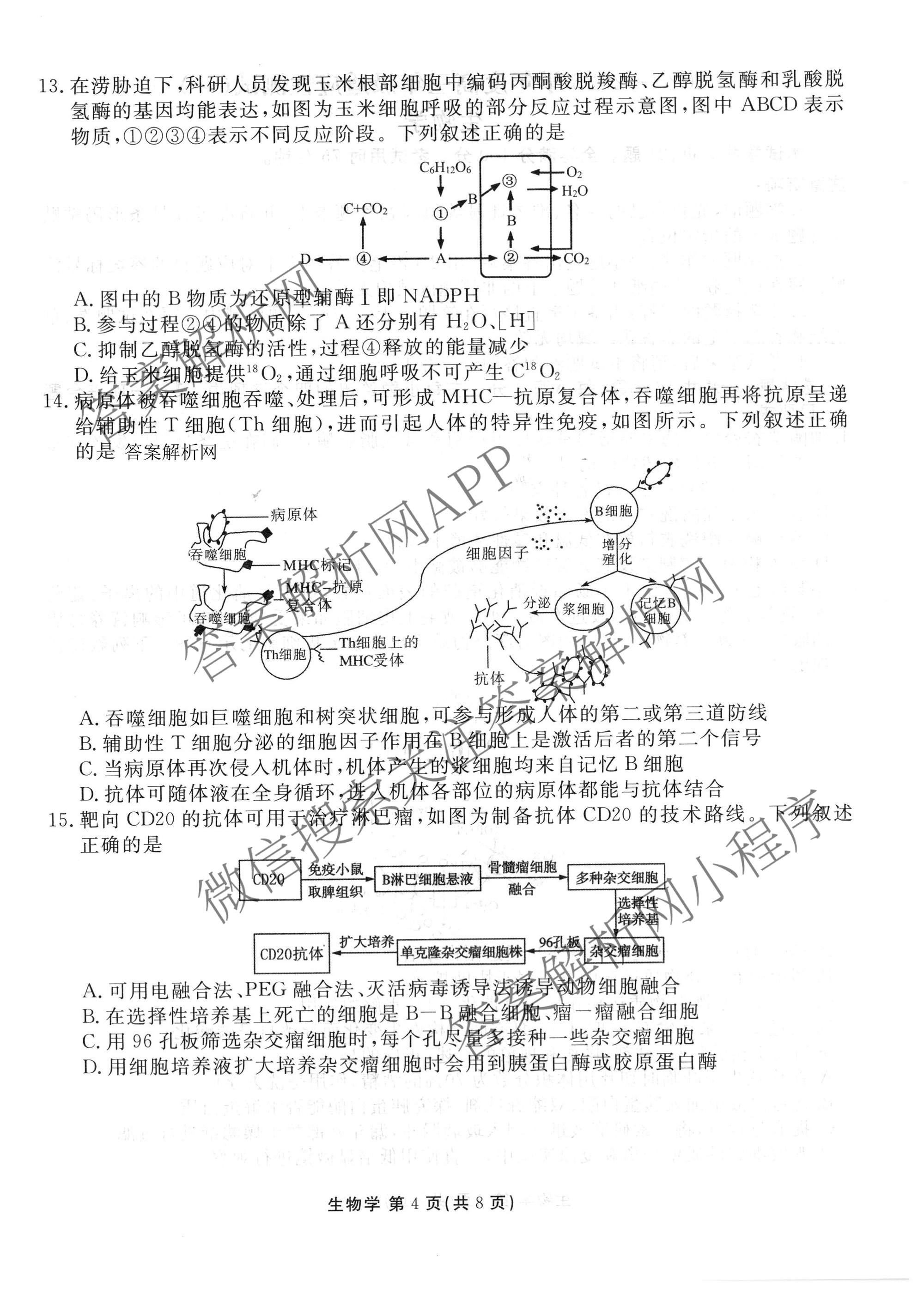 衡水金卷2025-2026学年度高三年级适应性测试(一)各科答案及试卷（含政治、英语、语文等）生物试题