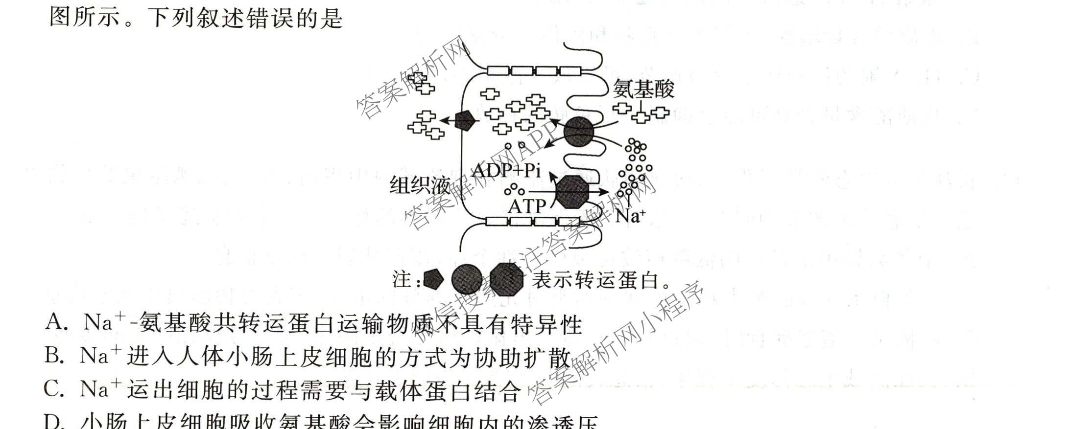 天舟高考衡中同卷2026年普通高等学校招生全国统一考试模拟信息卷(五)5试卷及答案汇总（含化学(WG)、化学(WY)、物理(山东版)等）生物试题