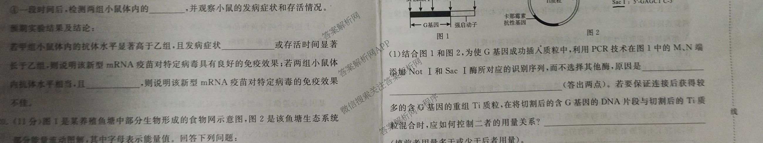 青桐鸣2025届普通高等学校招生全国统一考试高考冲刺联考卷(一)1各科答案及试卷（含地理、数学、生物等）生物试题
