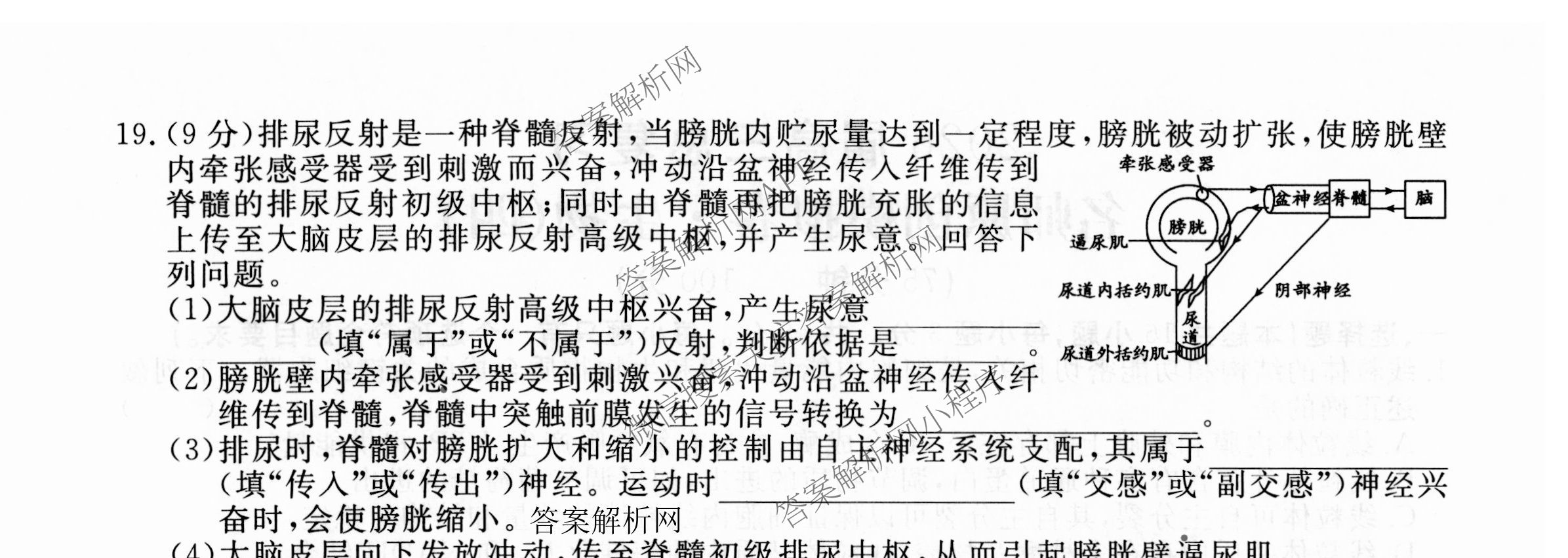 2026届高三总复习名师原创模拟(四)4试卷及答案汇总: 含政治(新S6J) 历史(新S6J) 语文(XS6J)试卷解析生物试题