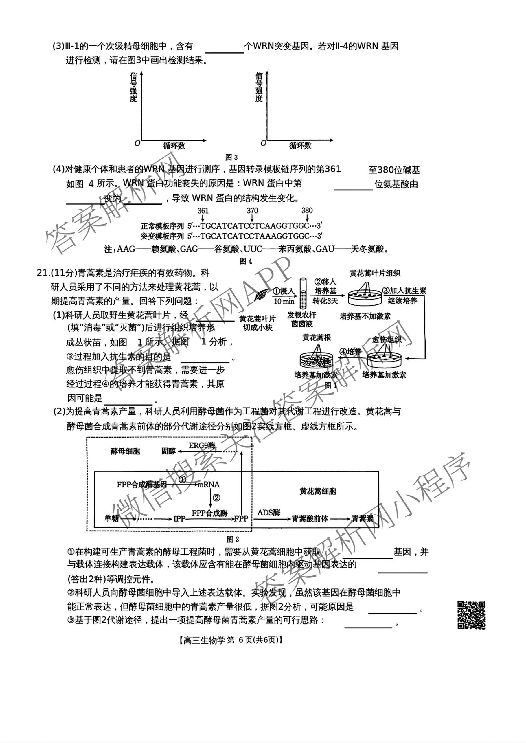 云南省2025-2026学年高三3月联考(3.02)各科答案及试卷: 含数学、化学、政治试卷解析生物试题