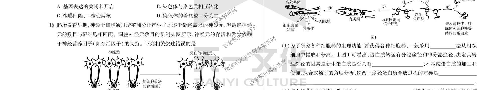  天一大联考2025-2026学年(上)高三阶段性检测试卷及答案汇总(已更新化学、化学(鲁科版)、历史等11份)生物试题