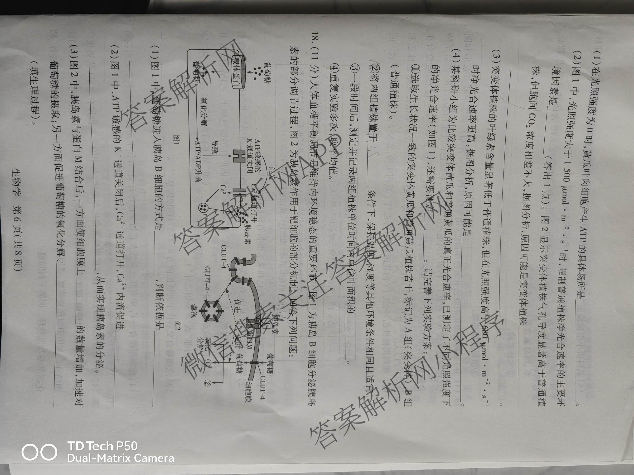 天一大联考2025-2026学年高三3月联考(SHAX202603)(3.5)试卷及答案汇总（含数学(B) 数学 物理等27份）生物试题