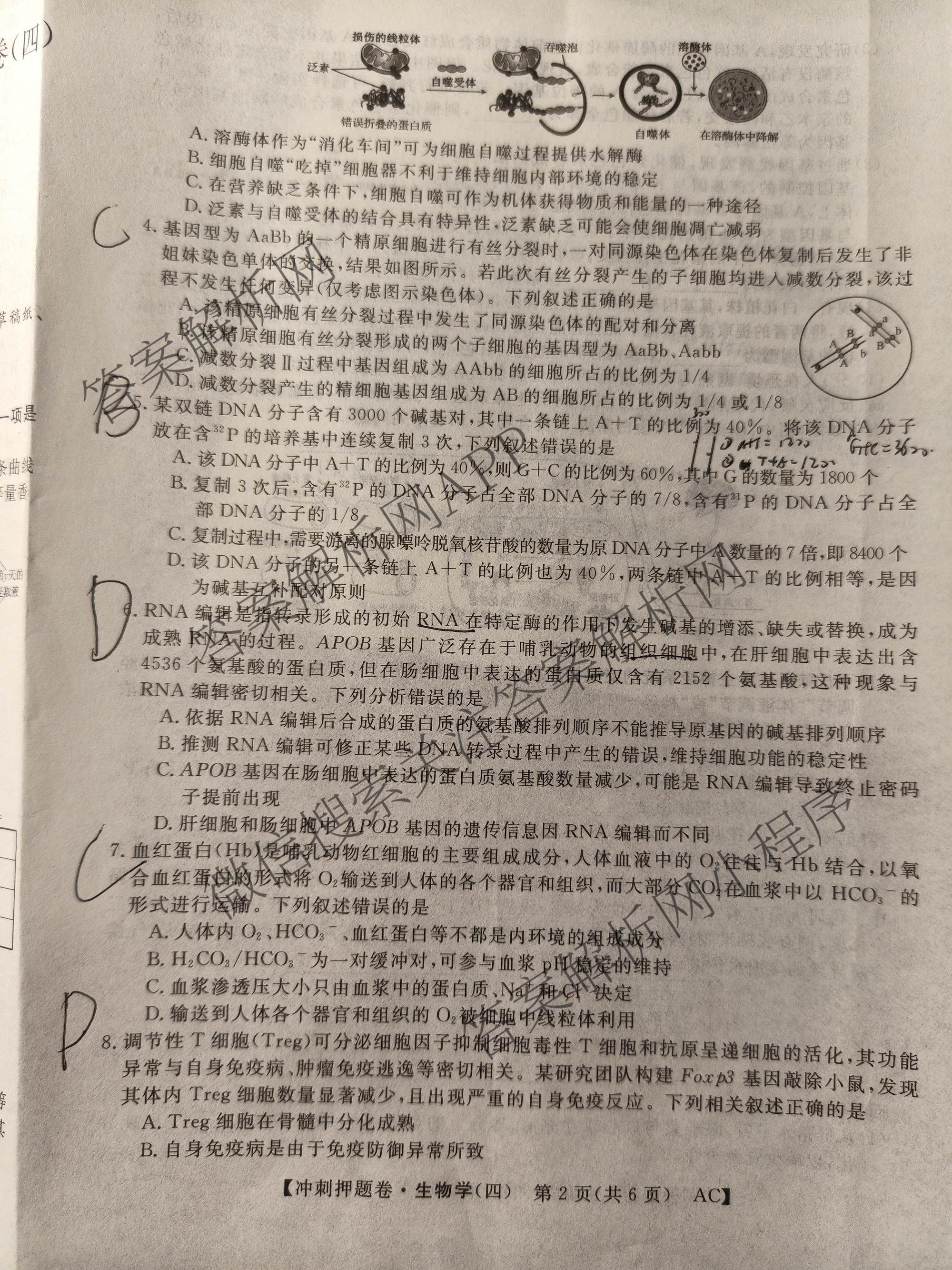 2026普通高等学校招生全国统一考试冲刺押题卷(四)4各科答案及试卷（含语文 地理(HNY) 生物(HBJ)等）生物试题