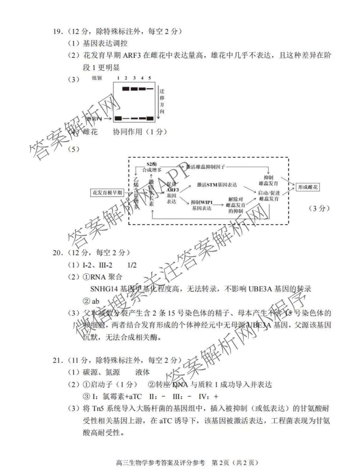 石景山区2026年高三统一练(3月)试卷及答案汇总（含政治 英语 语文等9份）生物答案