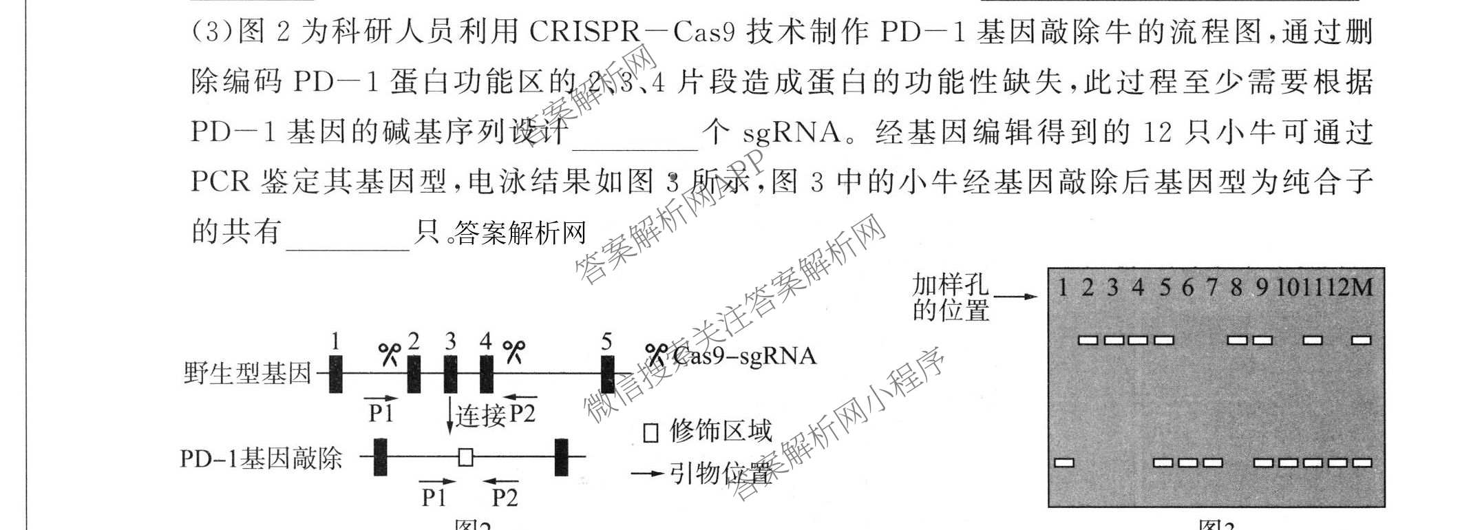 百师联盟2026届高三命题趋势预测(四)试卷及答案汇总: 含俄语 化学(百N) 物理(百E)试卷解析生物试题