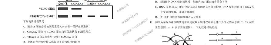银川一中2026届高三年级第三次月考（含政治 数学 生物等）生物试题