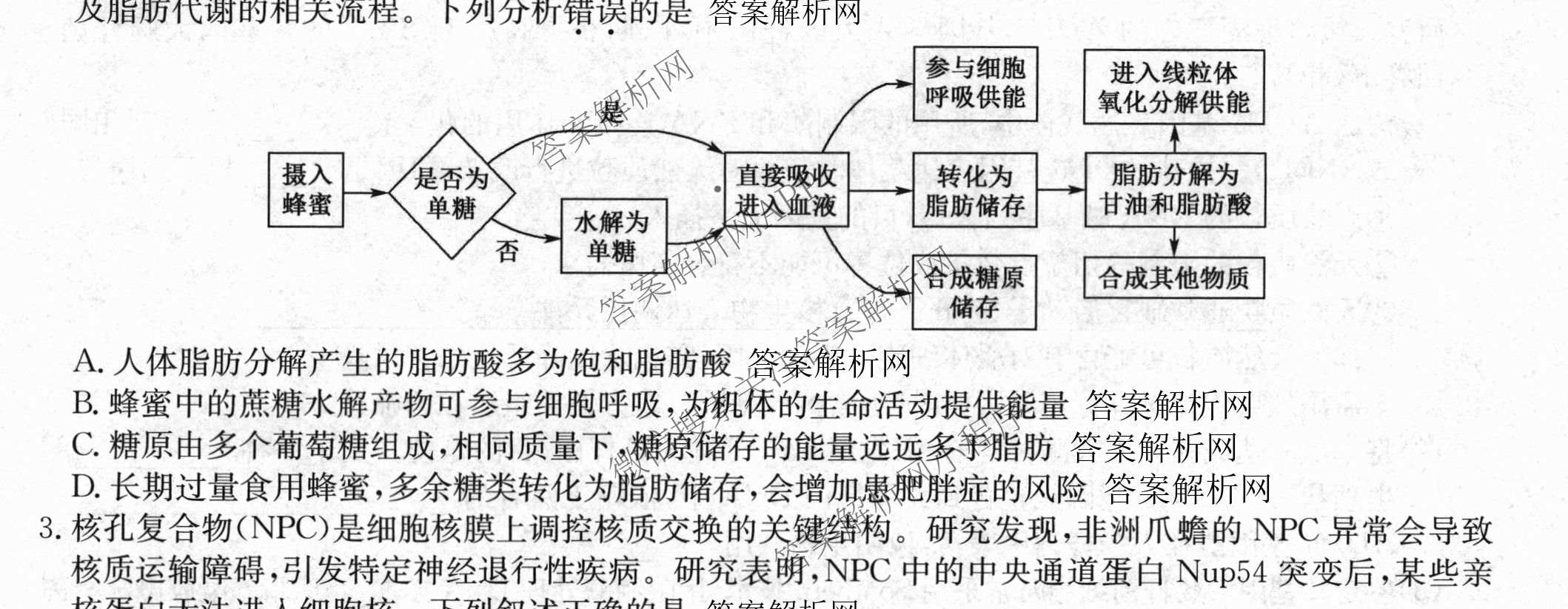 全国名校大联考2025~2026学年高三第六次联考(月考)各科答案及试卷（含语文、化学(A2)、历史(河南)等）生物试题