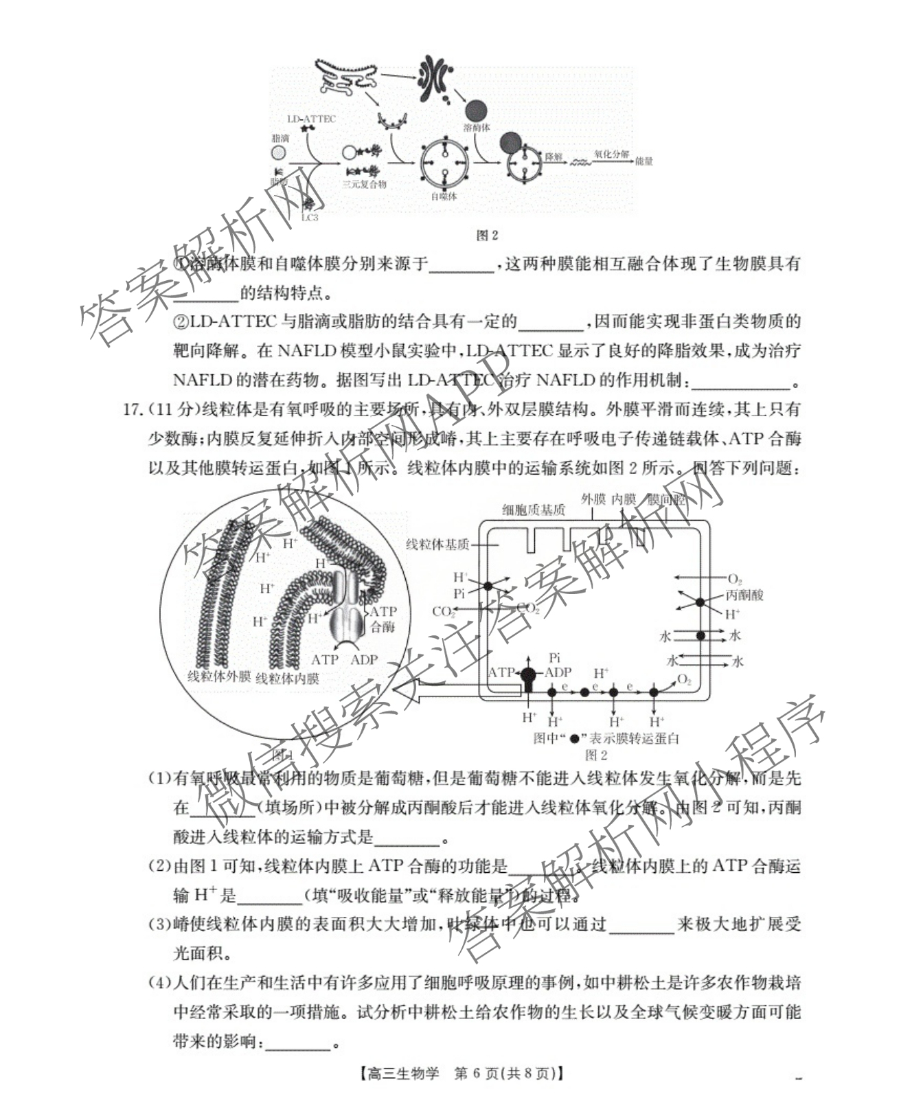 福建省2026届高三10月联考(10.27): 含政治、化学、历史试卷解析生物试题 福建省2026届高三10月联考(10.27): 含政治、化学、历史试卷解析生物试题