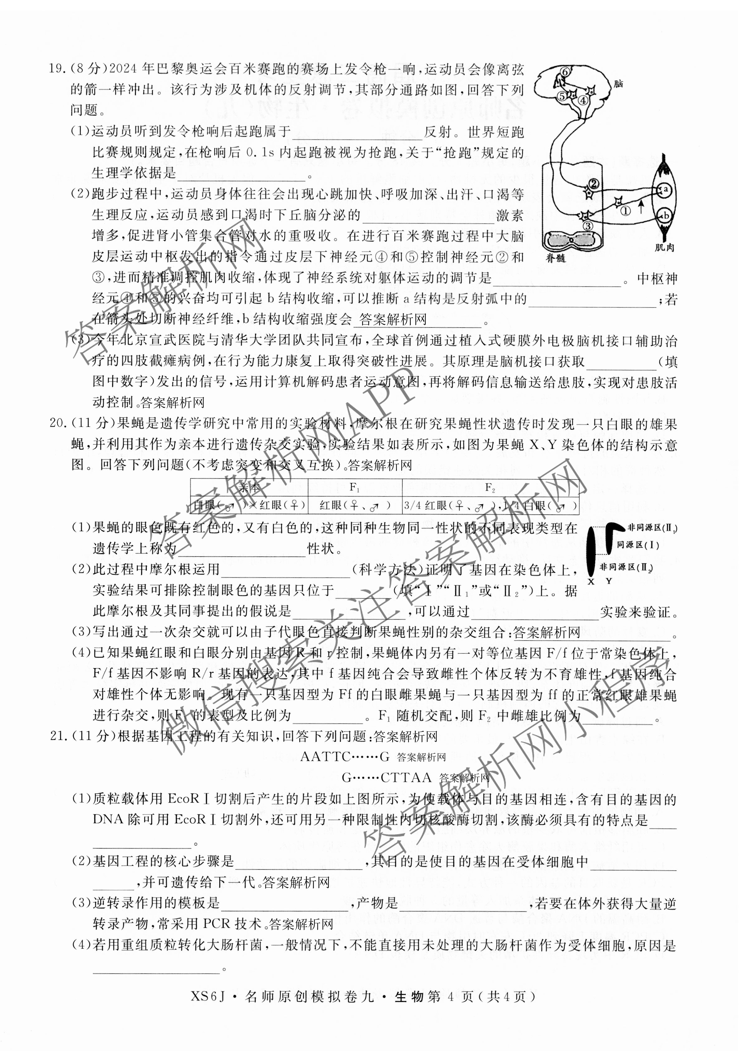 2026届高三总复习名师原创模拟(九)9各科答案及试卷（39科全）生物试题