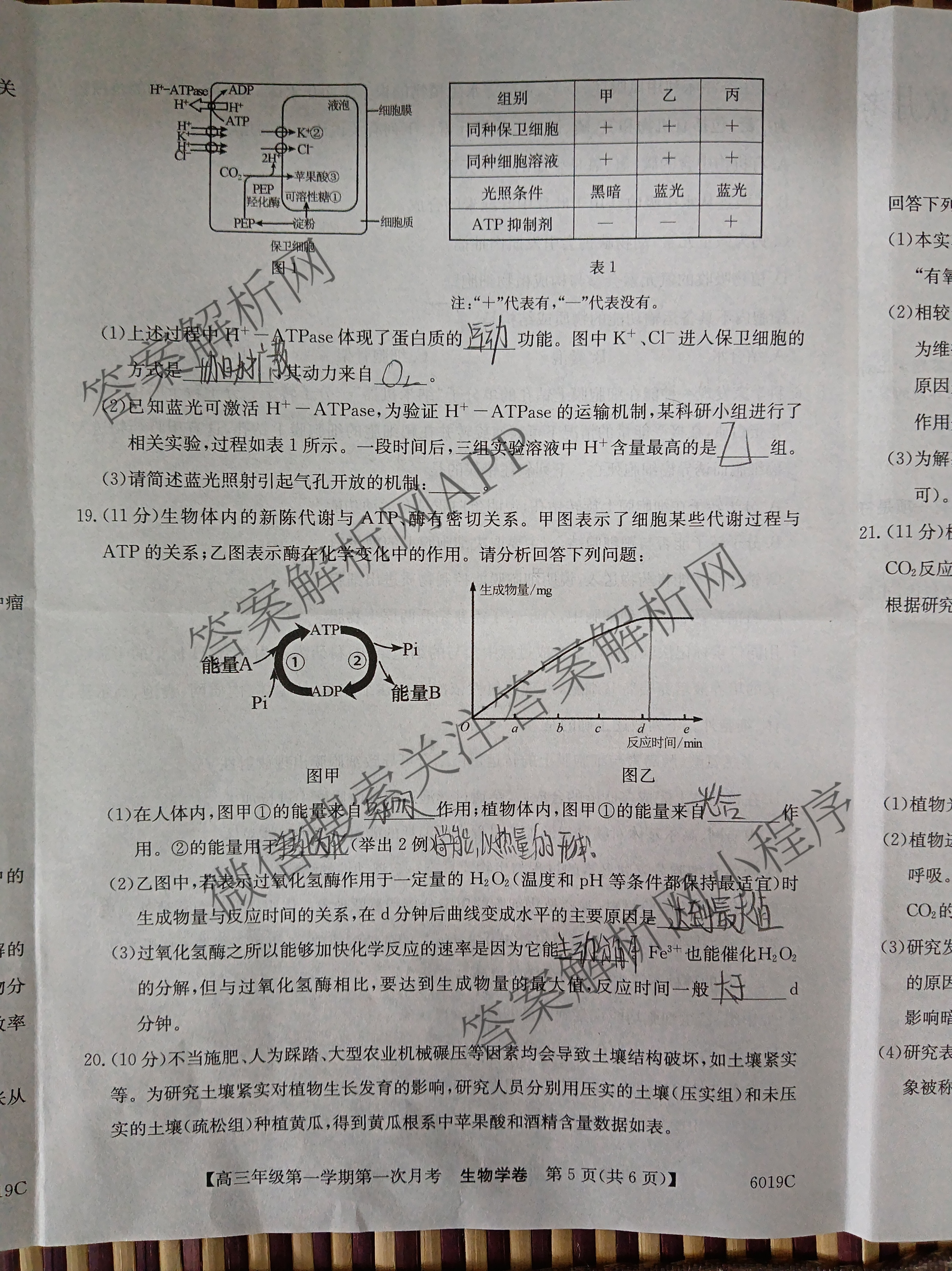 陕西省2025~2026学年2026届高三年级第一学期第一次月考(6019C)各科答案及试卷（9科全）生物试题