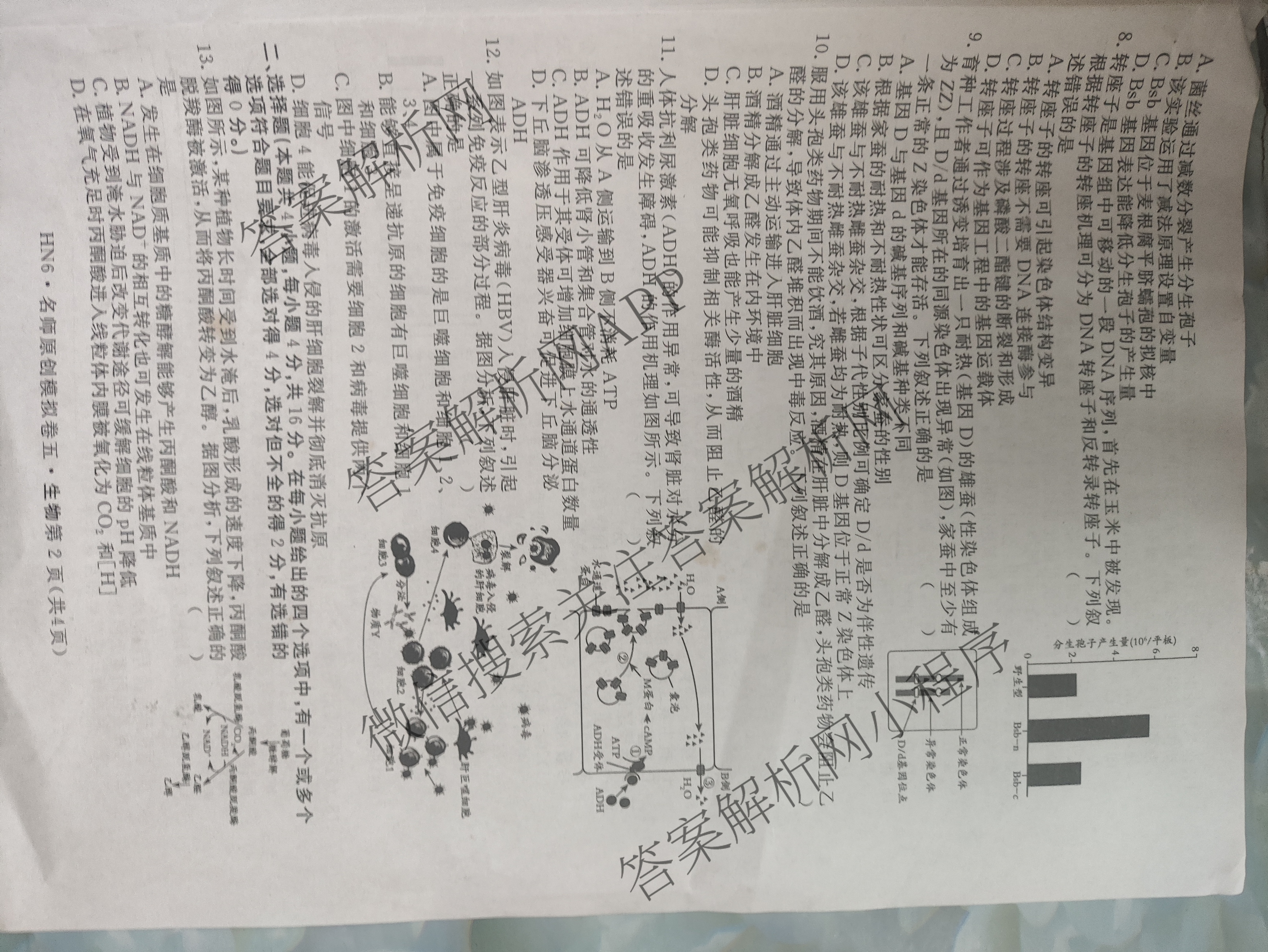 2026届高三总复习名师原创模拟(五)5(已更新地理(XS6J) 生物(XS6JG) 物理(XS6J)等39份)生物试题