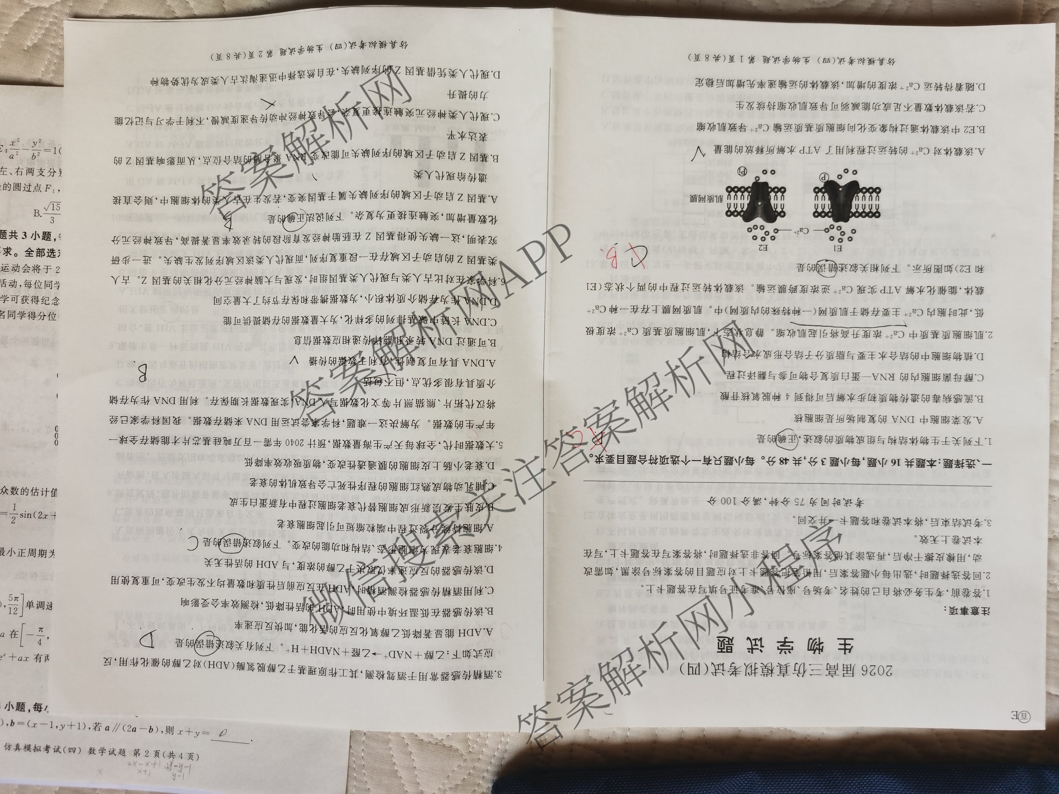 百师联盟2026届高三仿真模拟考试(四): 含物理(百N) 英语 历史(百G)试卷解析生物试题