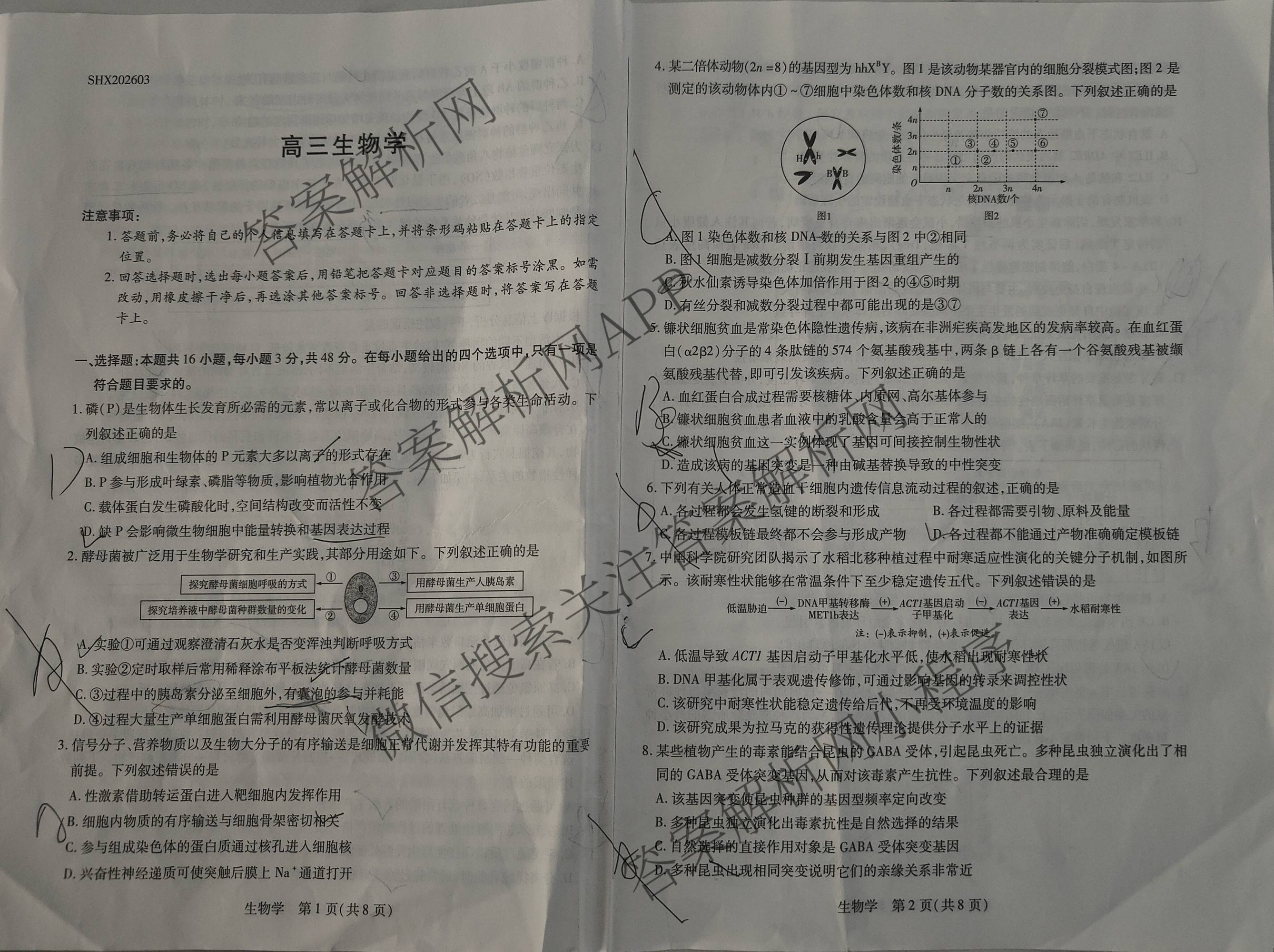 天一大联考2025-2026学年高三3月联考(SHX202603)试卷及答案汇总（9科全）生物试题