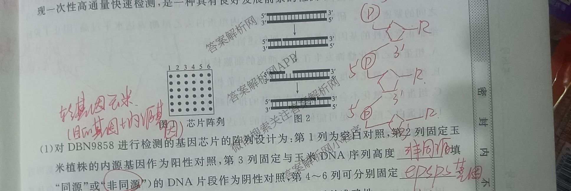 2025年普通高校招生考试冲刺压轴卷(一)1各科答案及试卷(已更新历史(K在括号外)、语文(X在括号外)、生物(A在括号外)等58份)生物试题