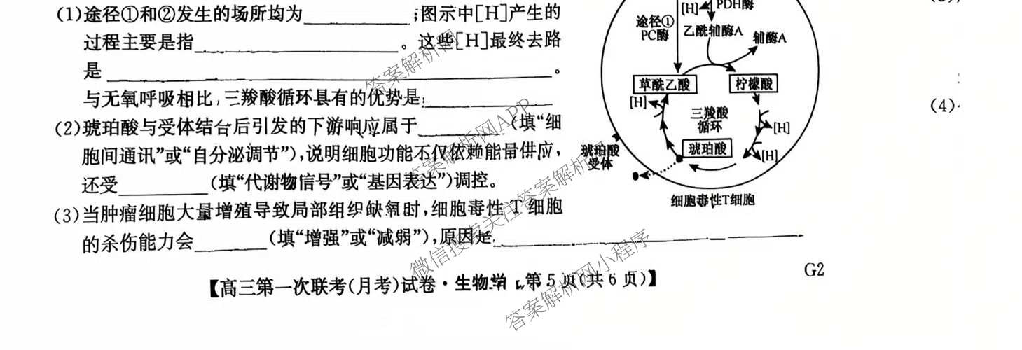 全国名校大联考2026-2027学年高三第一次联考(月考)试卷各科答案及试卷(已更新物理(G1) 化学(G2) 语文等9份)生物试题