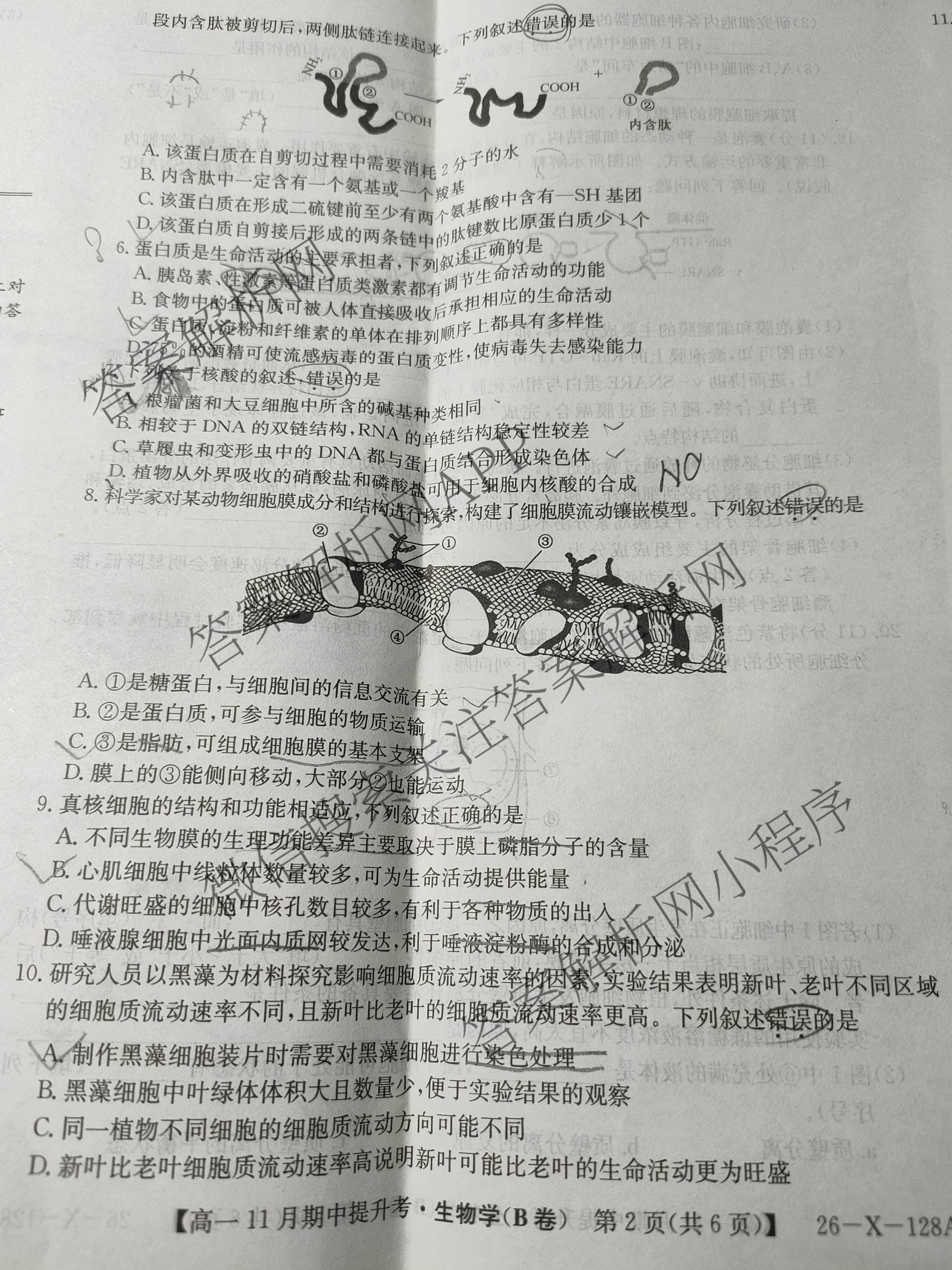 三晋卓越联盟2025~2026学年高一11月期中提升考(26-X-128A)（17科全）生物试题