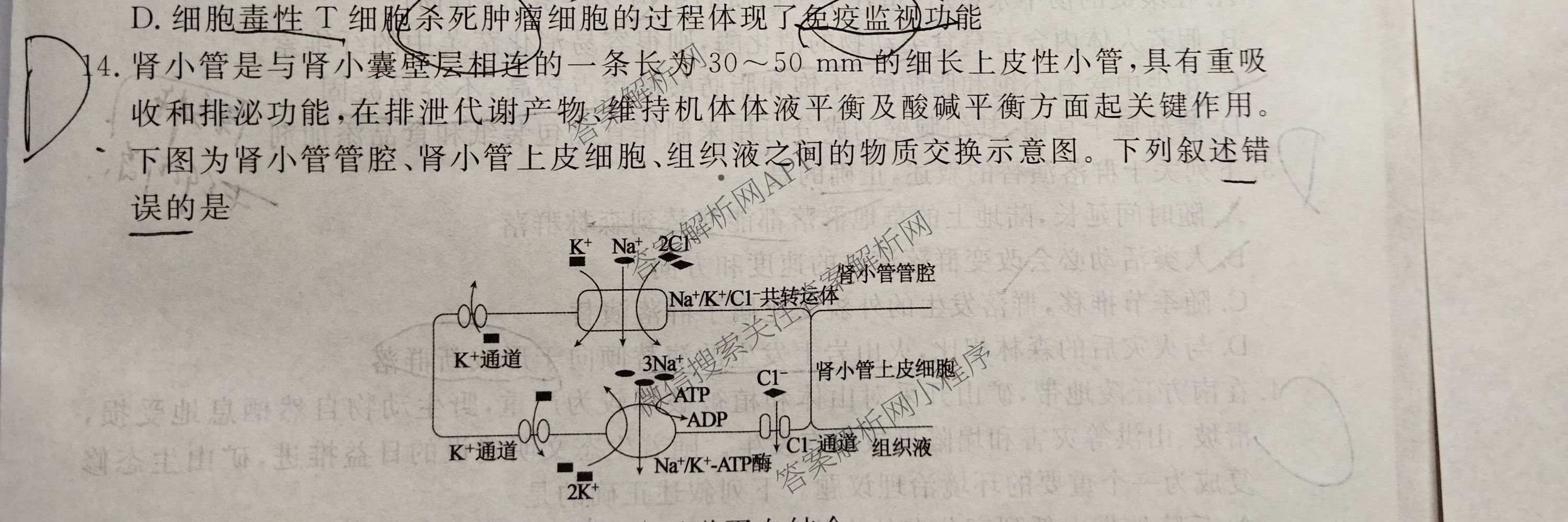 衡水金卷先享题2026年学科素养评价练(五)5(已更新地理(HJ)【河北专版】、地理(HN)【湖南专版】、生物(CY)【四川重庆专版】等90份)生物试题