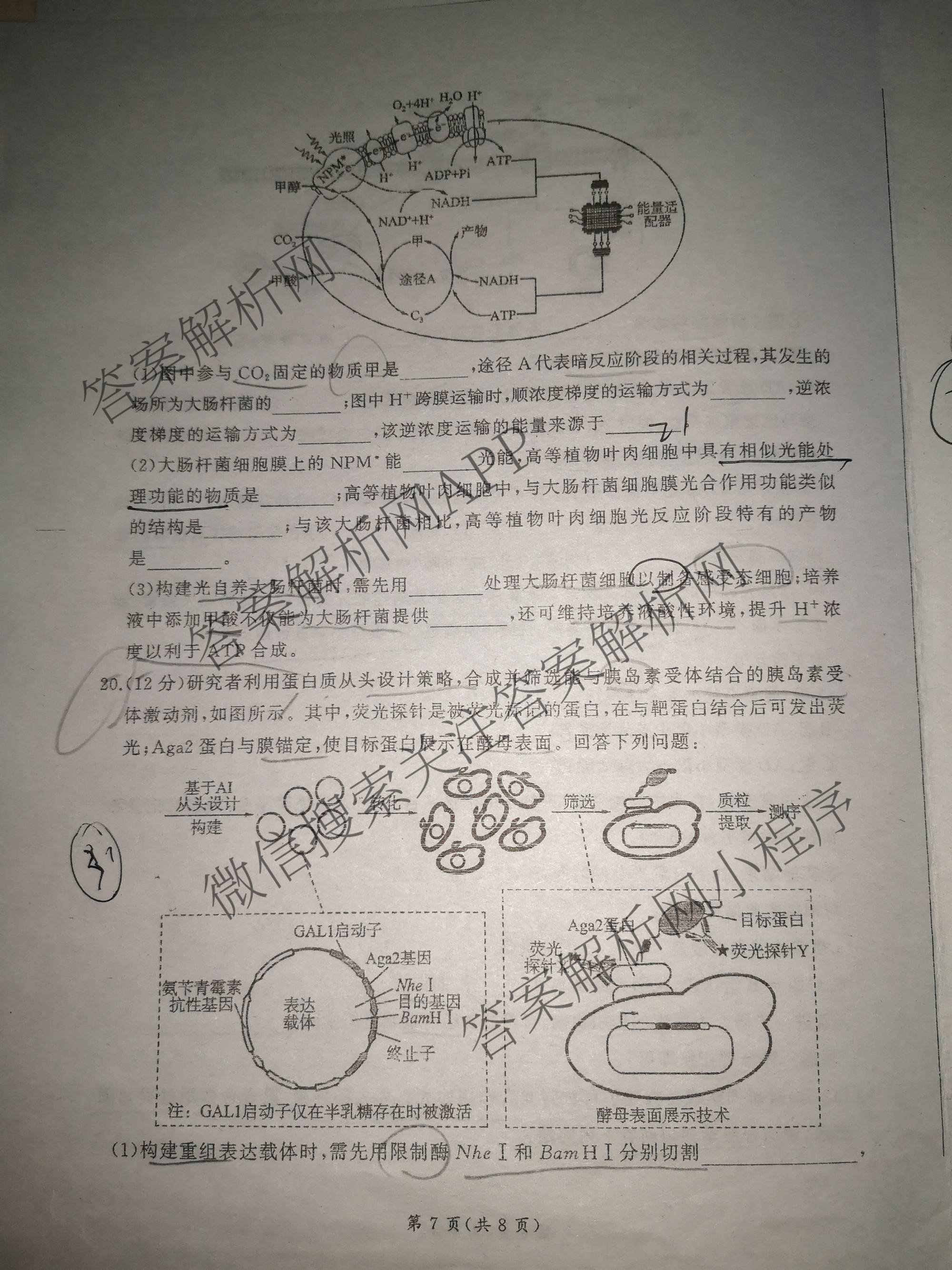 百师联盟2026届高三开年大联考(3.5)(已更新数学(百C)、历史(百N)、历史(百G)等81份)生物试题