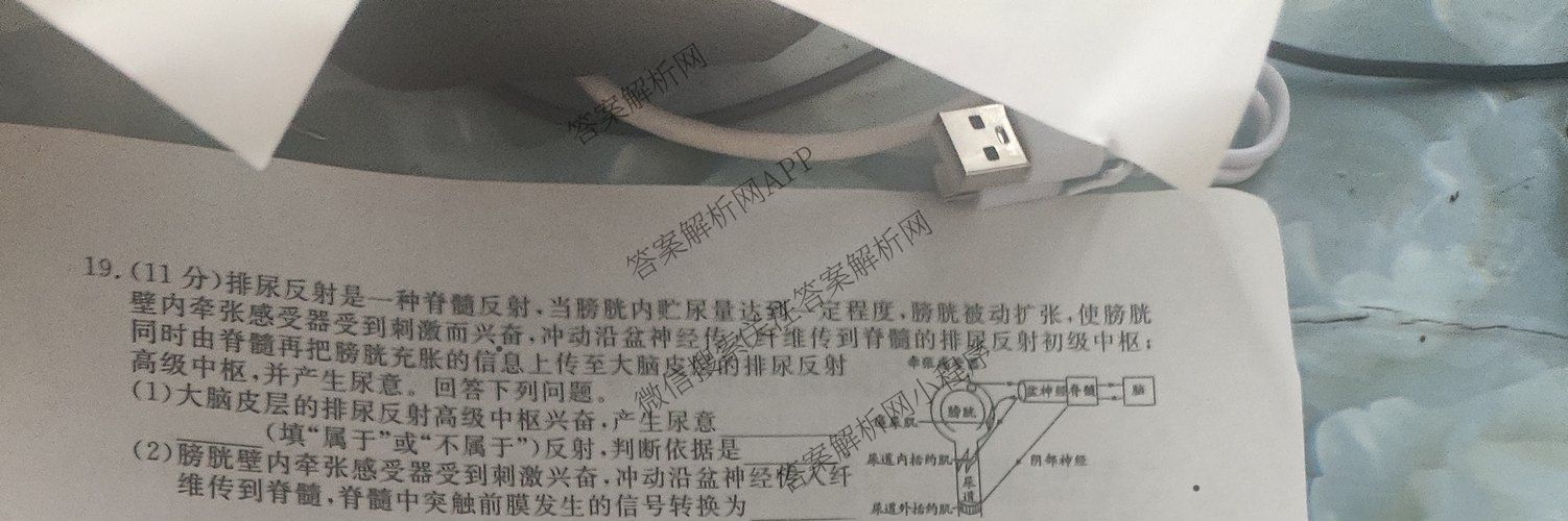 2026届高三总复习名师原创模拟(四)4试卷及答案汇总: 含政治(新S6J) 历史(新S6J) 语文(XS6J)试卷解析生物试题