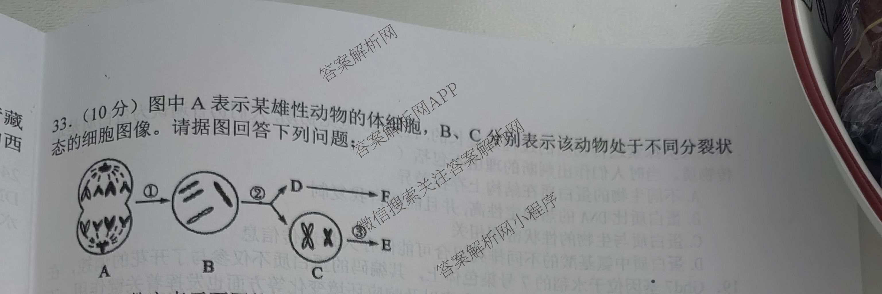 榆林市第二中学2025-2026学年第二学期期末考试高一各科答案及试卷（含化学 历史 物理等）生物试题