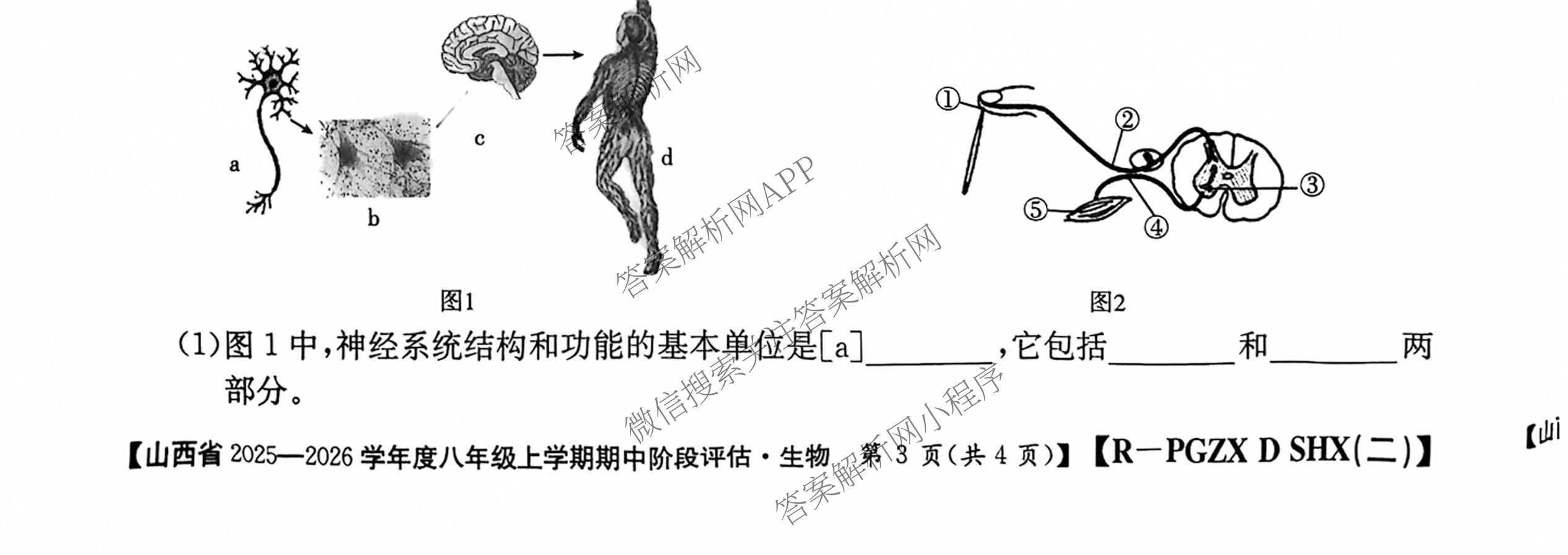长治市八年级上学期长标期中各科答案及试卷（含历史(R)、地理(XJB)、道德与法治(R)等15份）生物试题