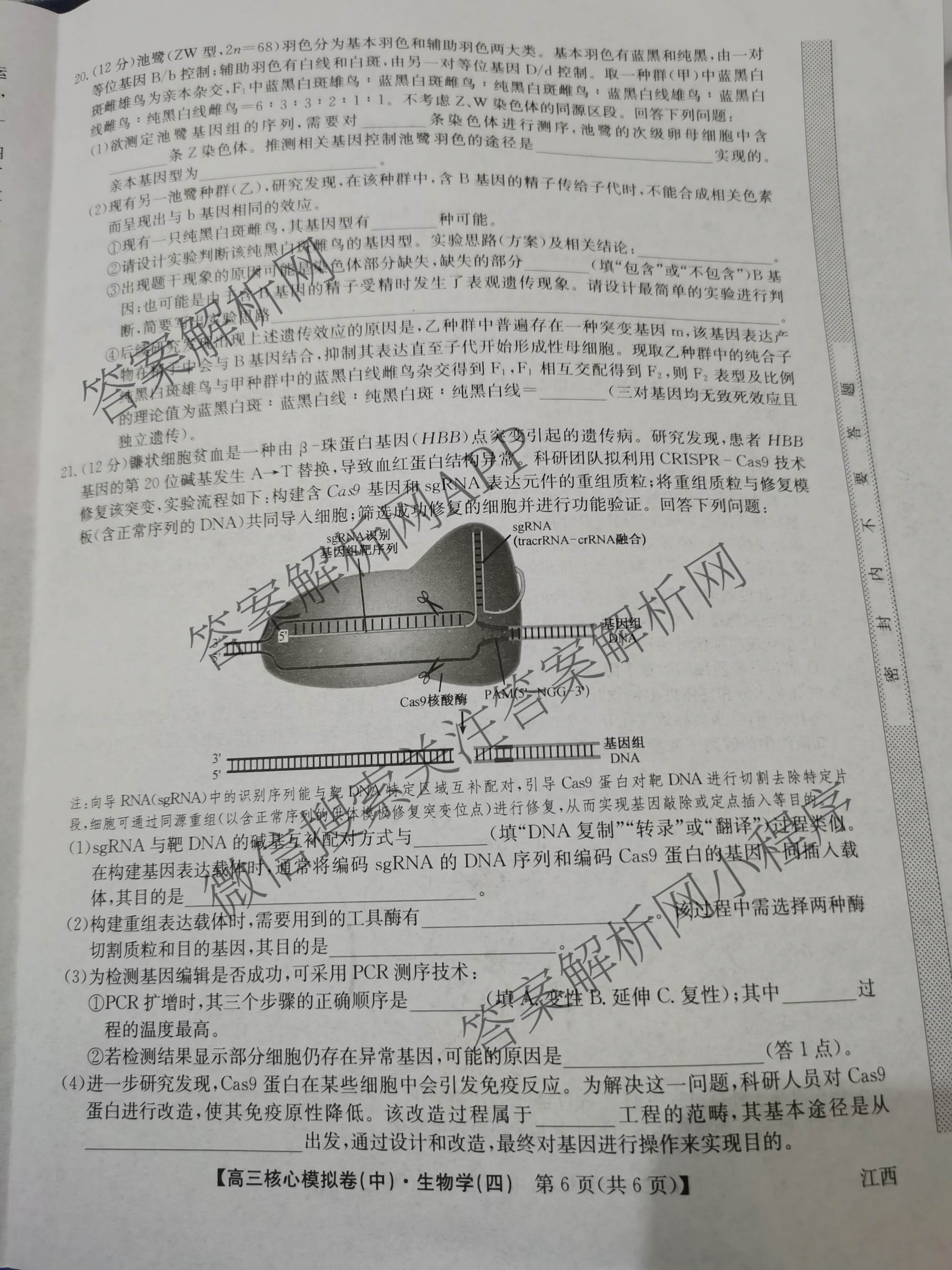九师联盟2025~2026学年高三核心模拟卷(中)(四)试卷及答案汇总（含物理(A)、物理(HF)、生物(D1)等36份）生物试题