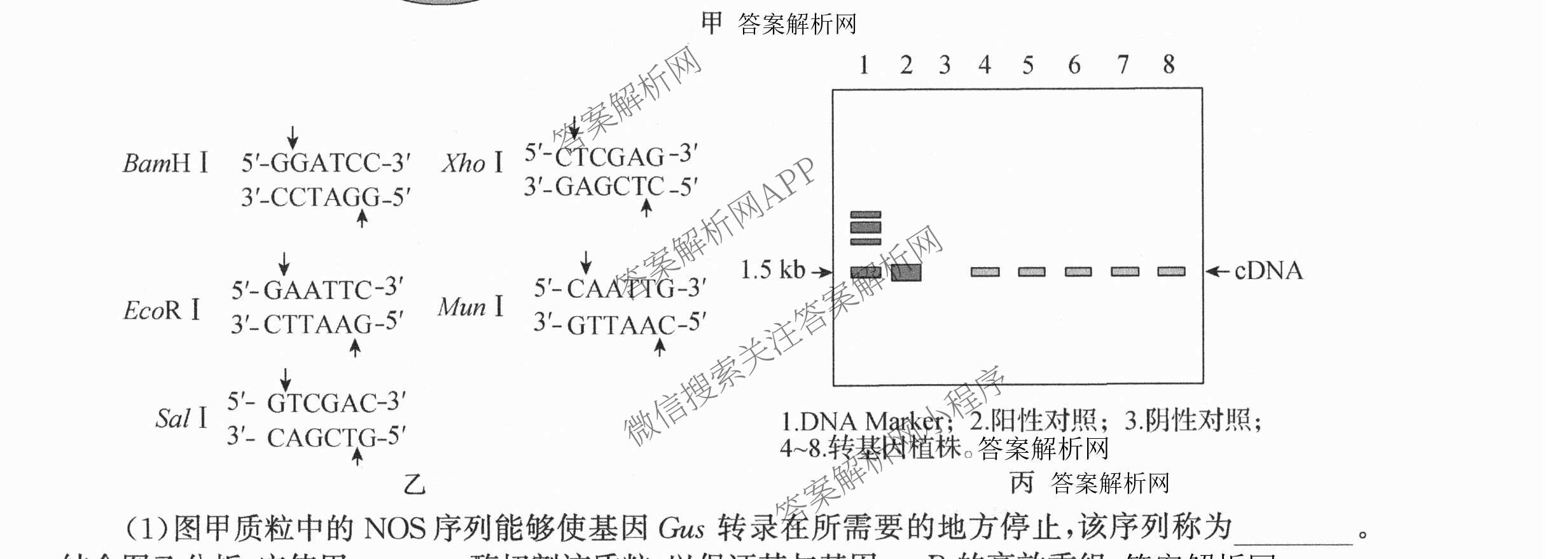 天舟高考衡中同卷2026年普通高等学校招生全国统一考试模拟信息卷(五)5各科答案及试卷（含化学(LE)、地理(WY)、语文(B)等）生物试题
