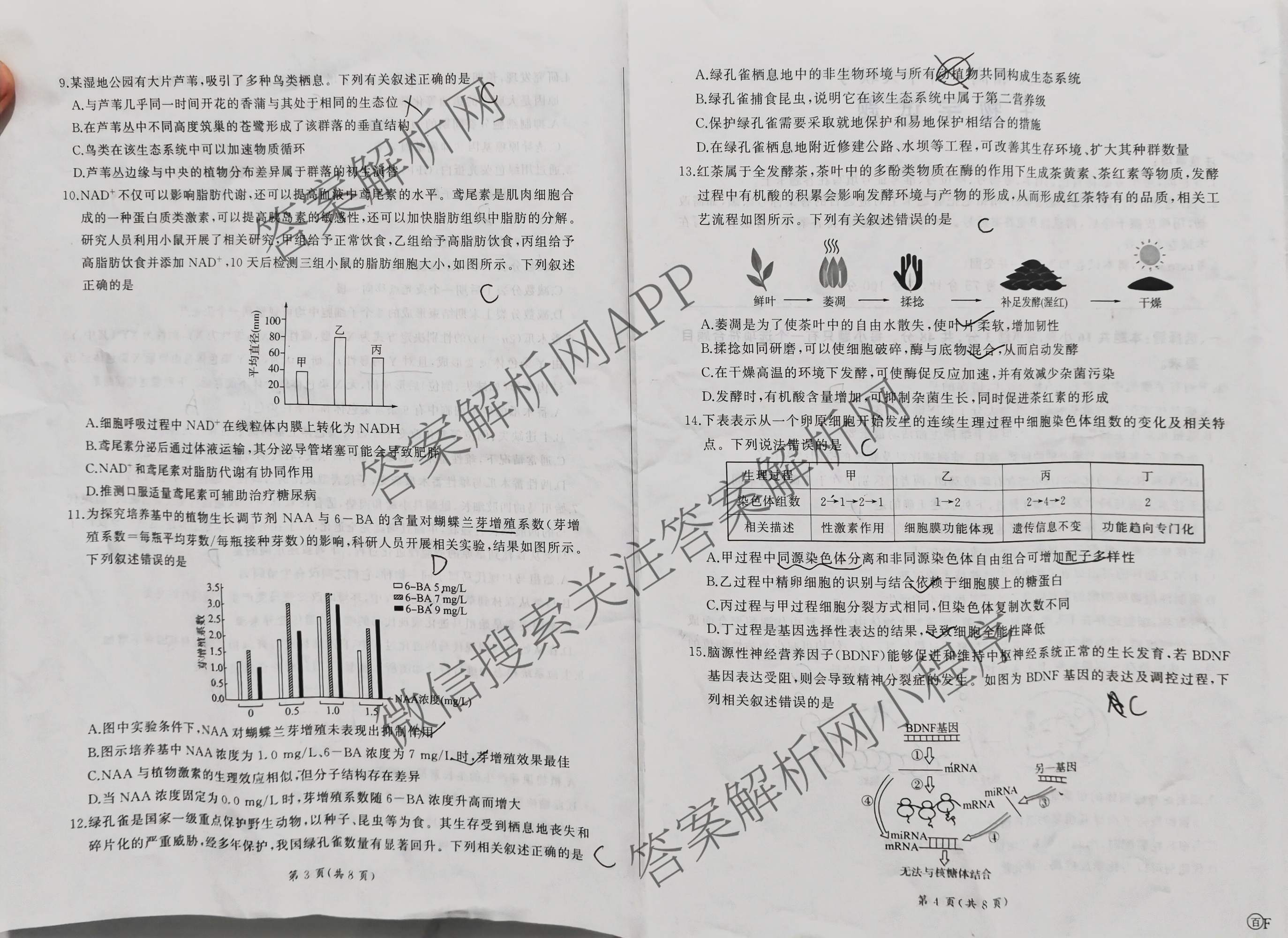 百师联盟2026届高三开年大联考(3.5)(已更新数学(百C)、历史(百N)、历史(百G)等81份)生物试题