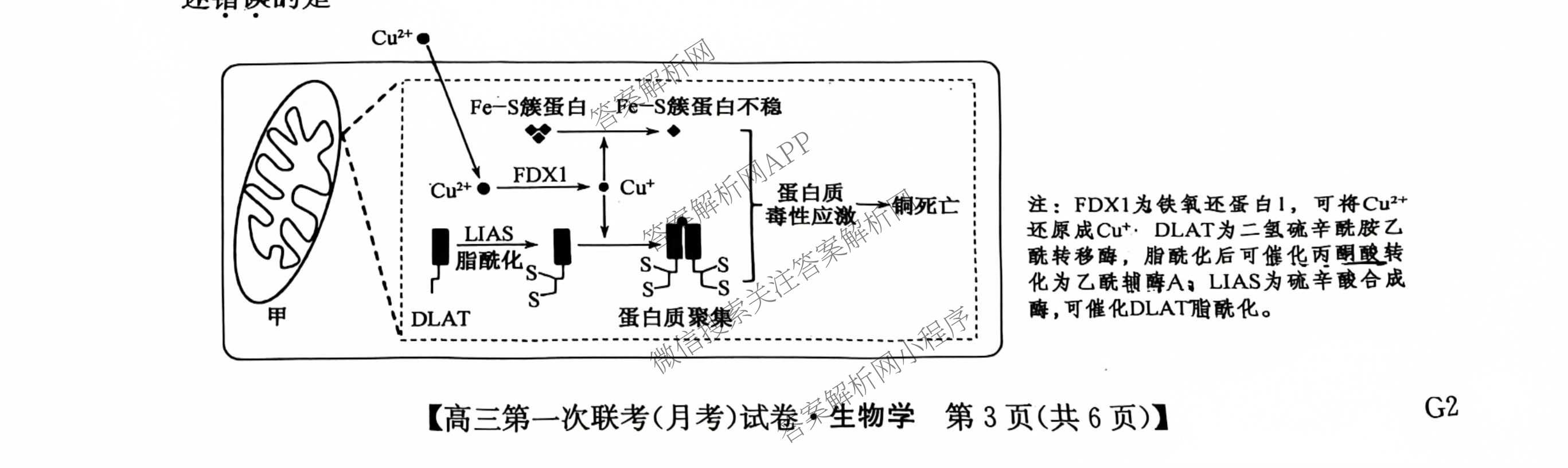 全国名校大联考2026-2027学年高三第一次联考(月考)试卷各科答案及试卷(已更新物理(G1) 化学(G2) 语文等9份)生物试题