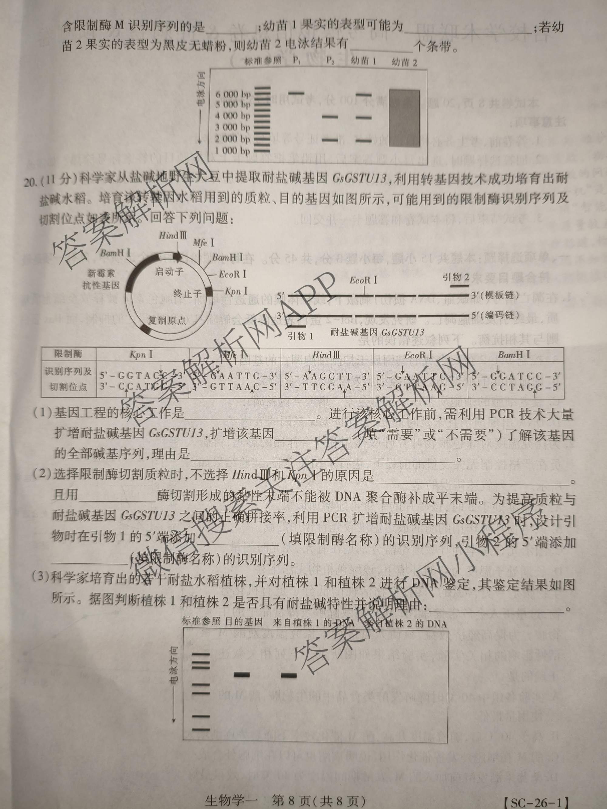 2026届智慧上进名校学术联盟高考模拟信息卷&冲刺卷&预测卷(一)1试卷及答案汇总（含化学(GD-26-1) 英语(I B-26-1) 英语(IA26-1)等）生物试题