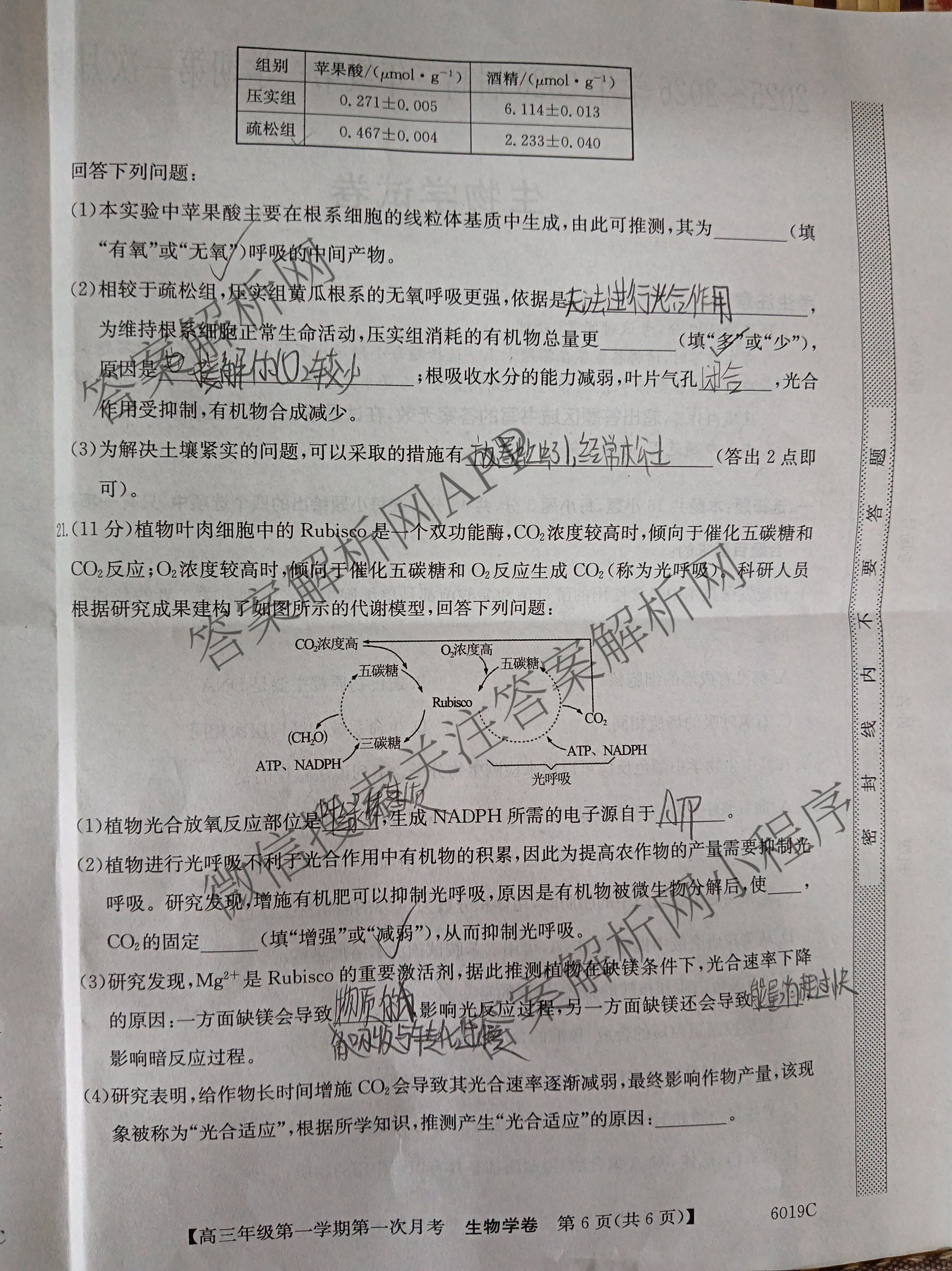 陕西省2025~2026学年2026届高三年级第一学期第一次月考(6019C)各科答案及试卷（9科全）生物试题