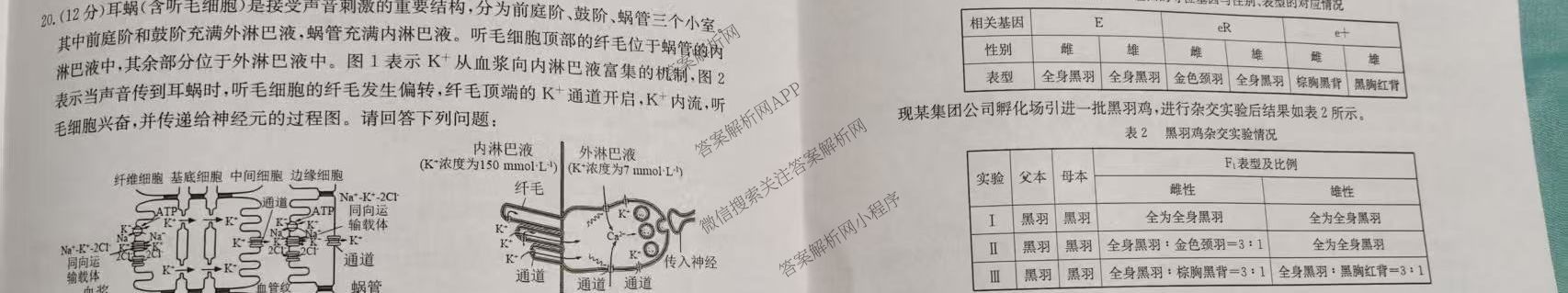 名校大联考2026届普通高中名校联考信息卷(月考三)各科答案及试卷(已更新语文、数学、历史等9份)生物试题