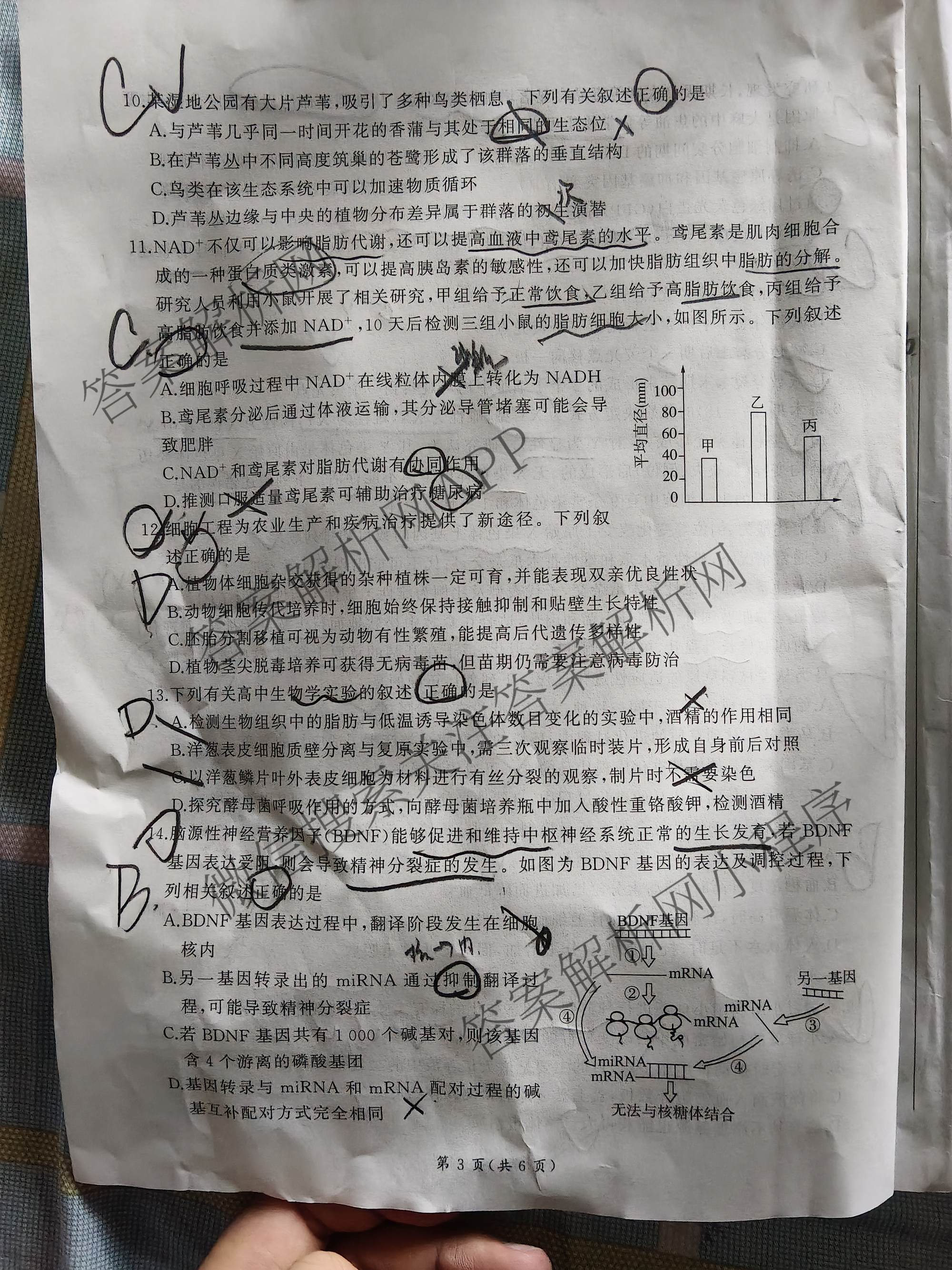 百师联盟2026届高三开年大联考(3.5)(已更新数学(百C)、历史(百N)、历史(百G)等81份)生物试题