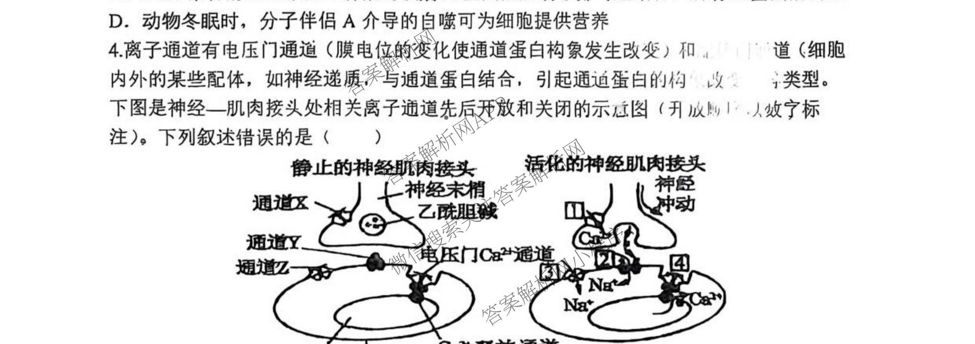 山西大学附中2025~2026学年第一学期高三10月模块诊断(总第五次): 含地理、英语、语文试卷解析生物试题