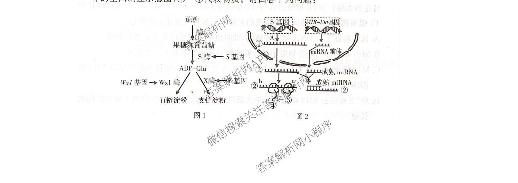 湖南省衡阳县第一中学2026-2027学年高二入学(标题：高二科目入学)(26秋L)试卷及答案汇总(已更新日语 历史 生物等10份)生物试题